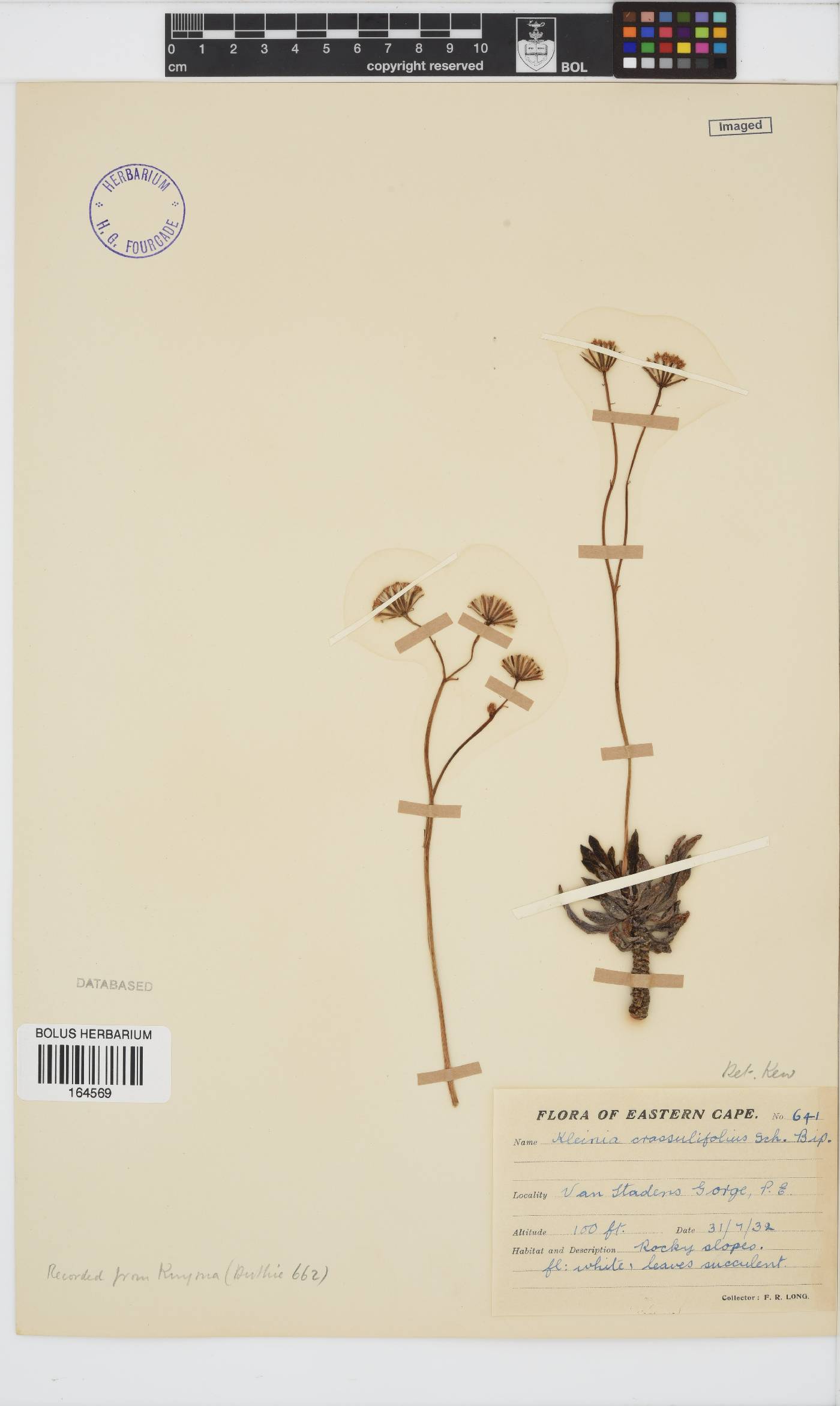 Curio image