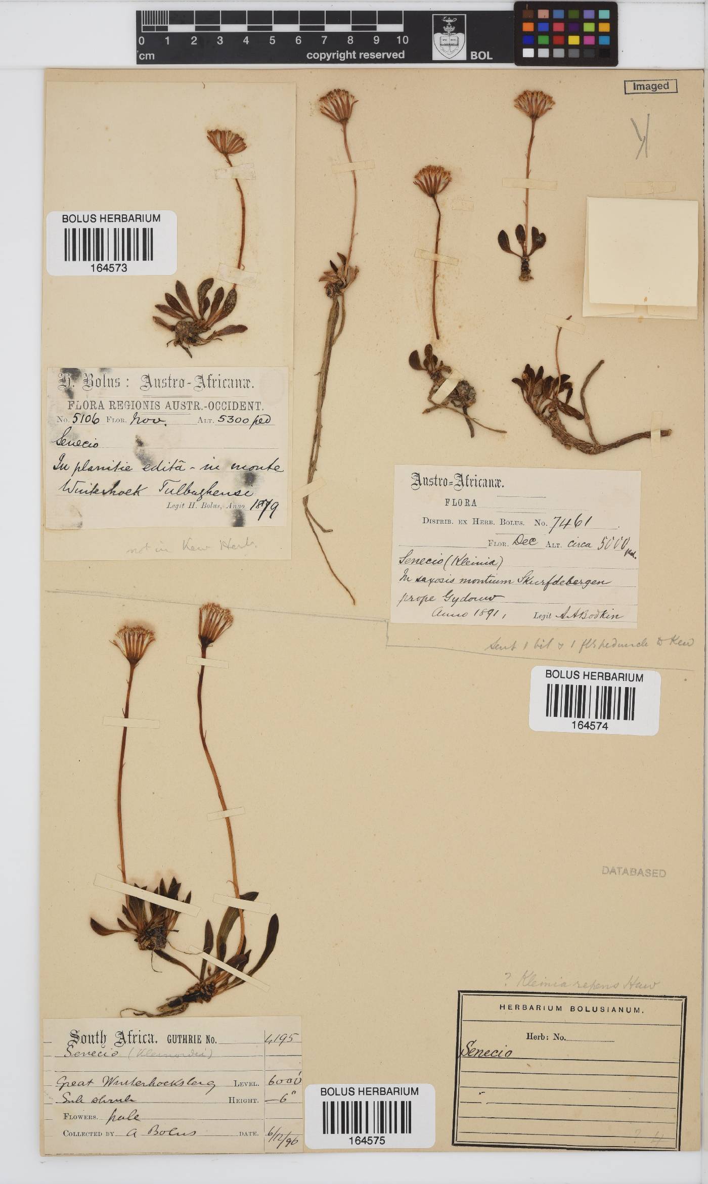 Curio crassulifolius image