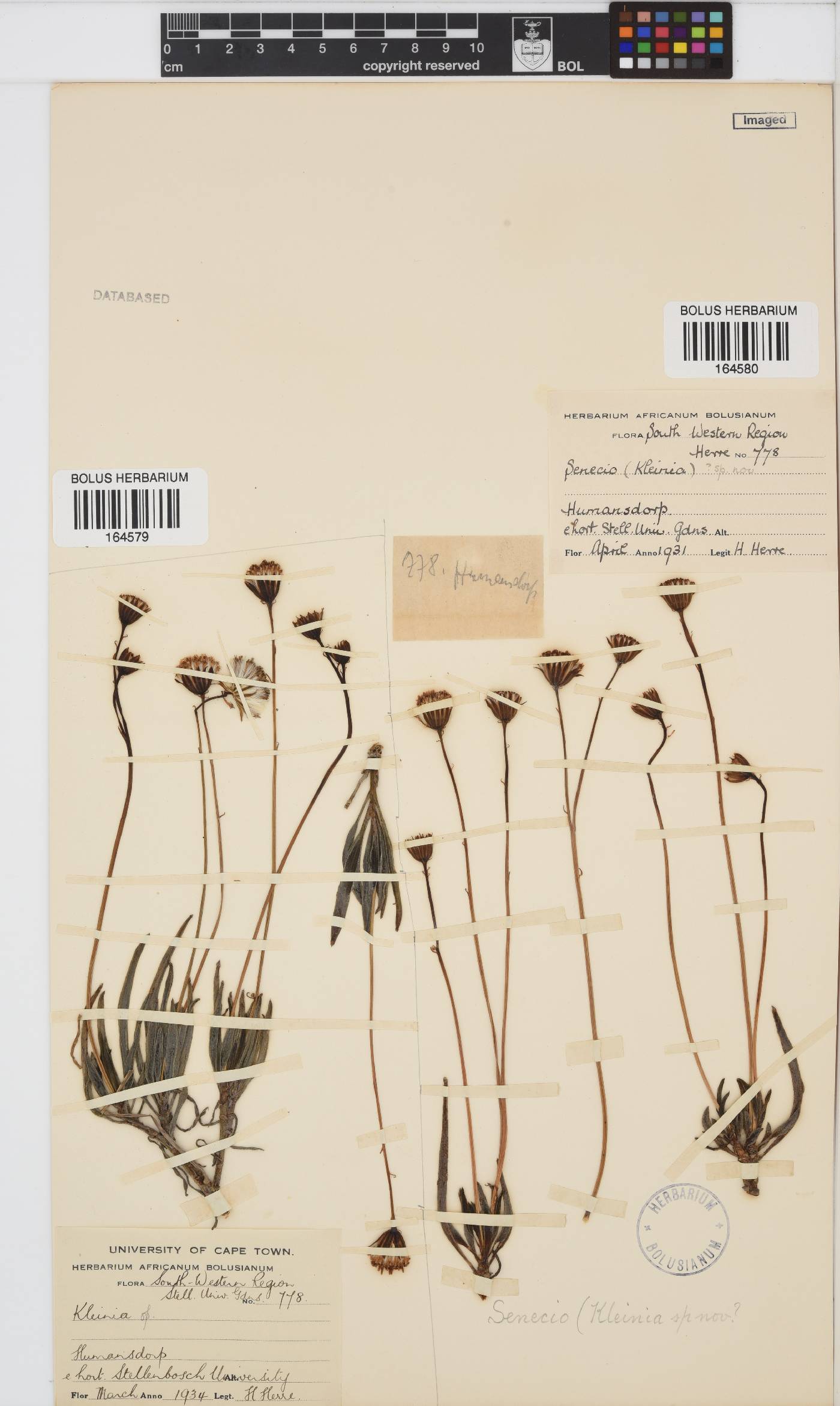 Curio crassulifolius image