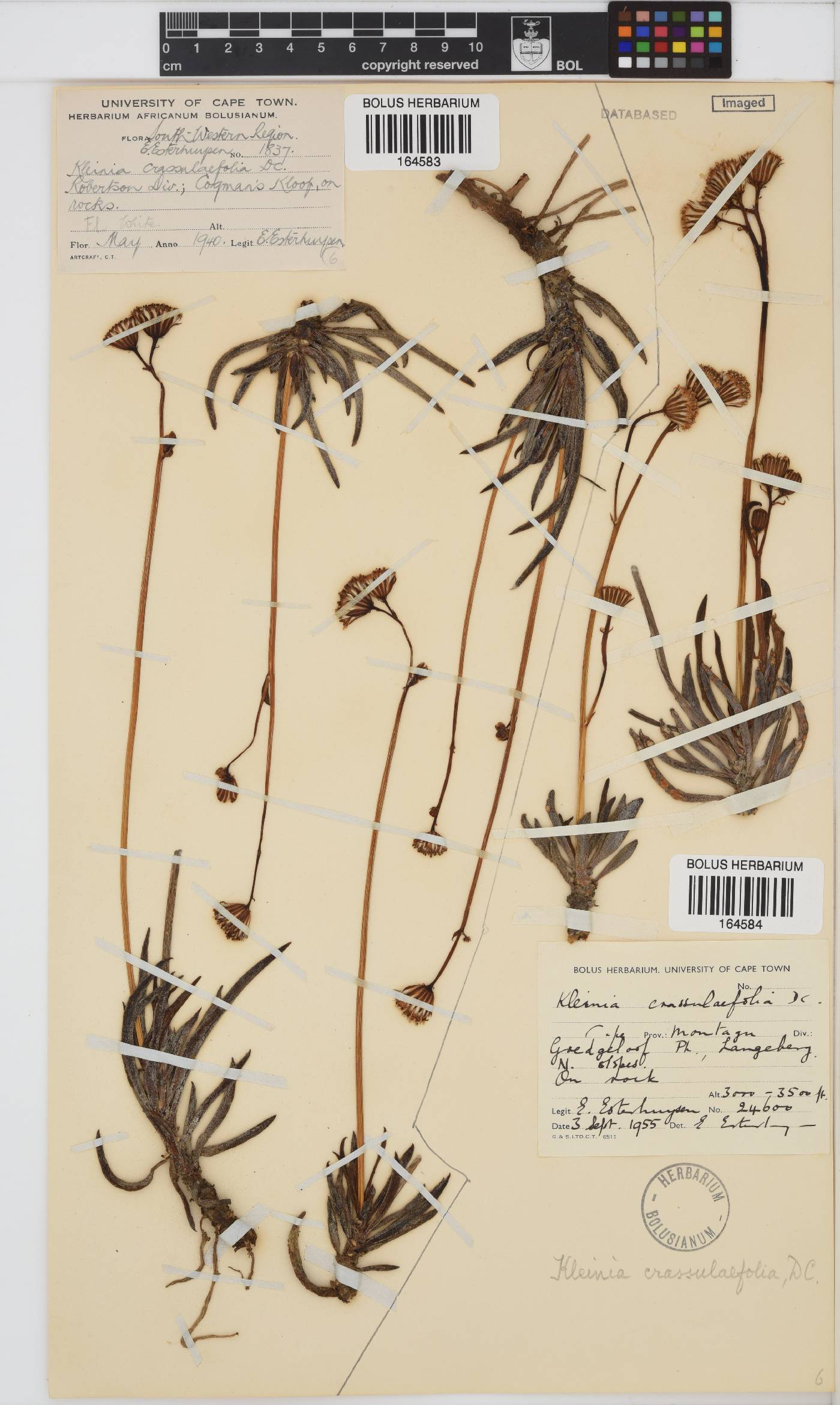 Curio crassulifolius image