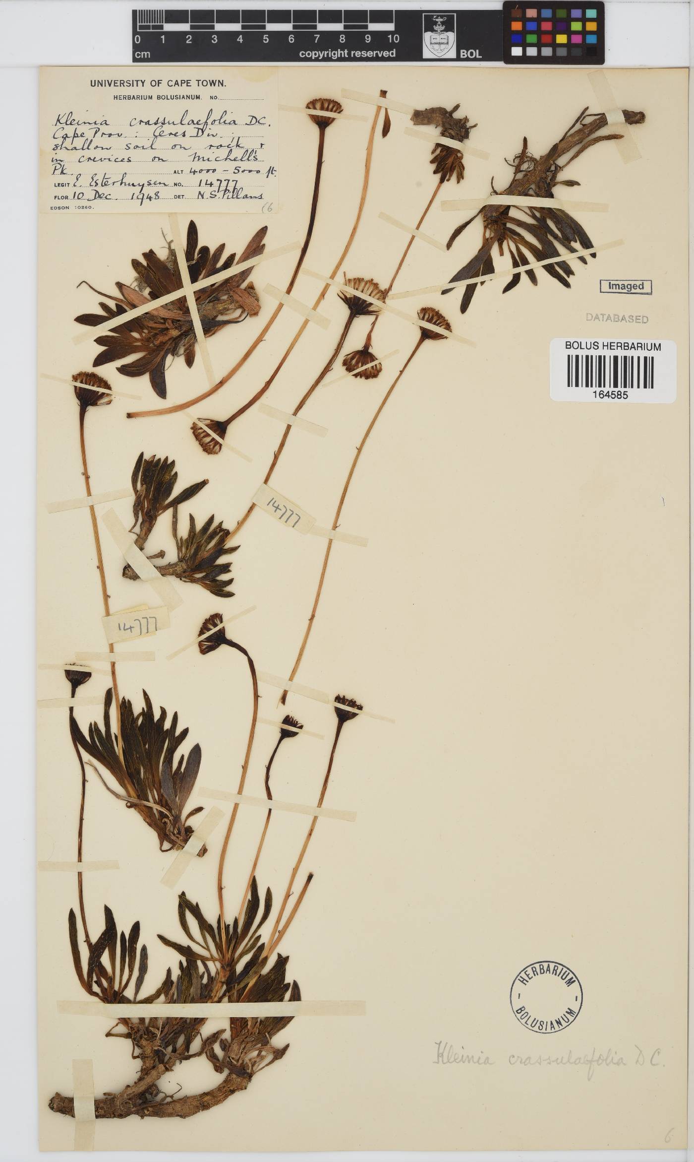 Curio crassulifolius image