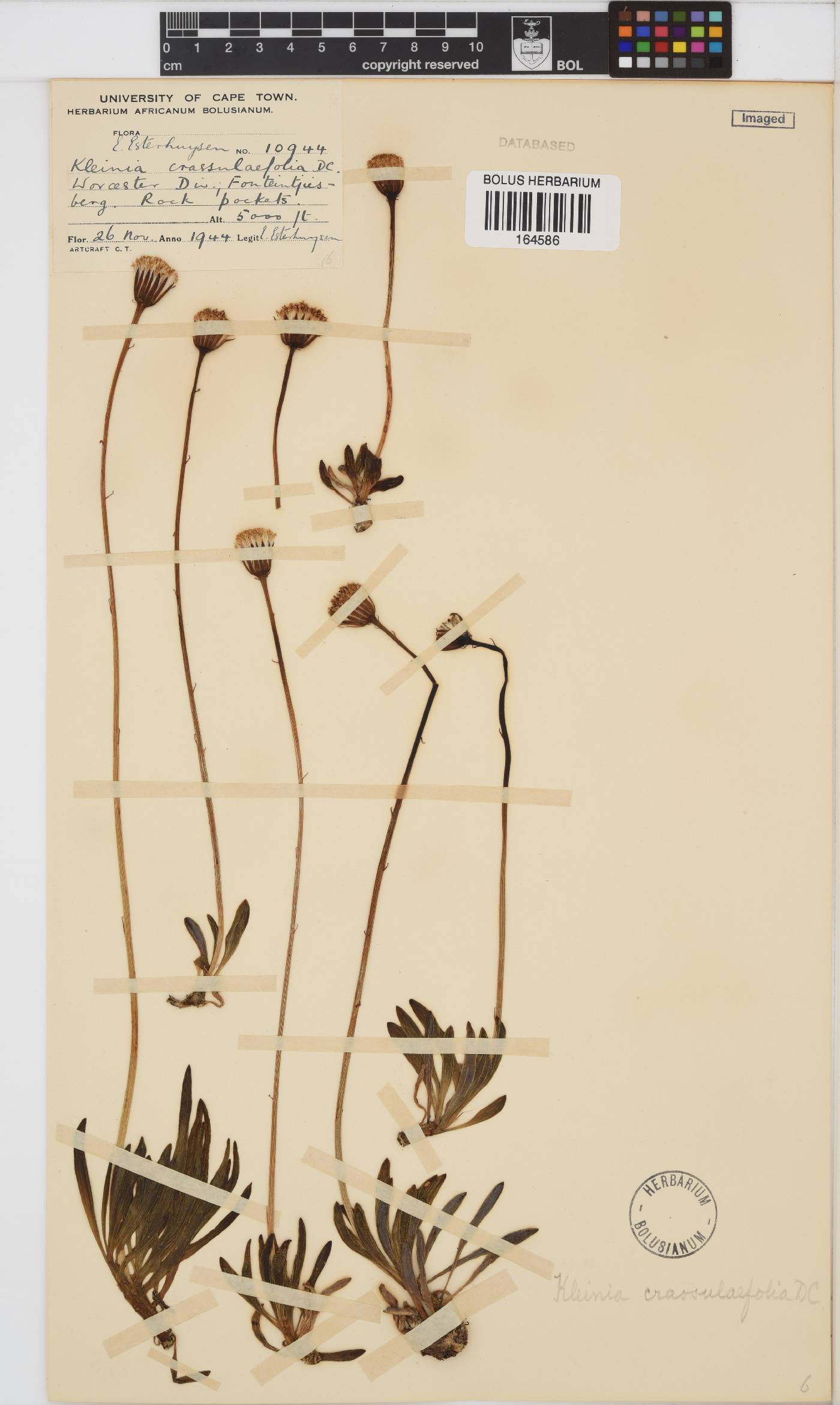 Curio crassulifolius image