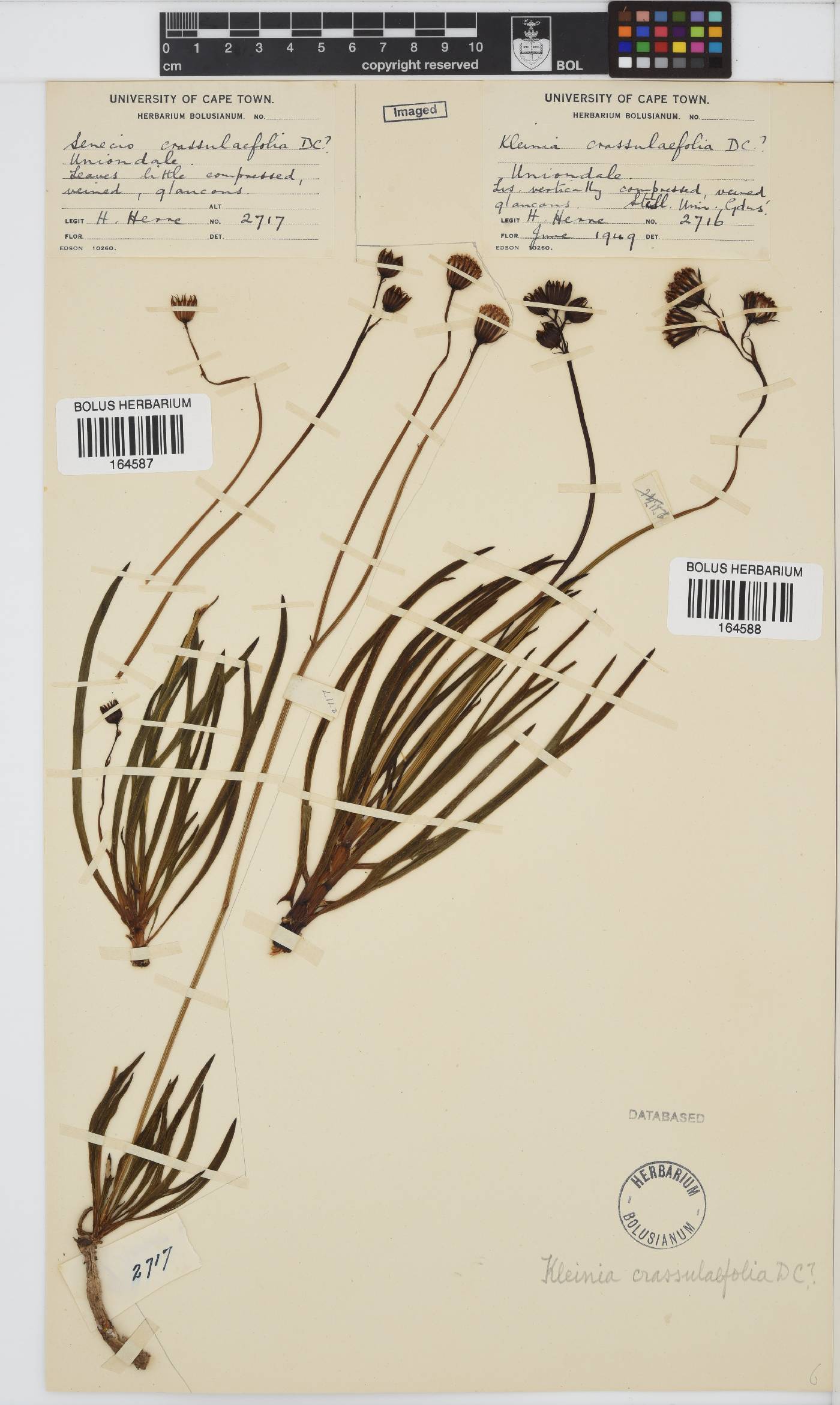 Curio crassulifolius image