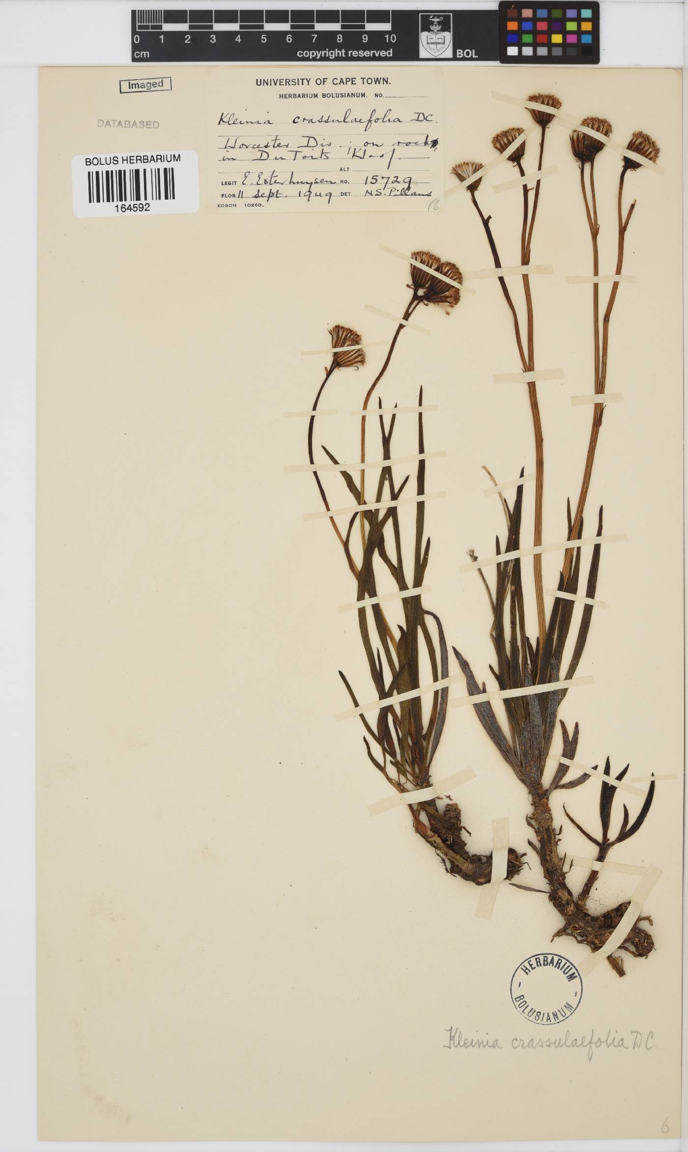 Curio crassulifolius image
