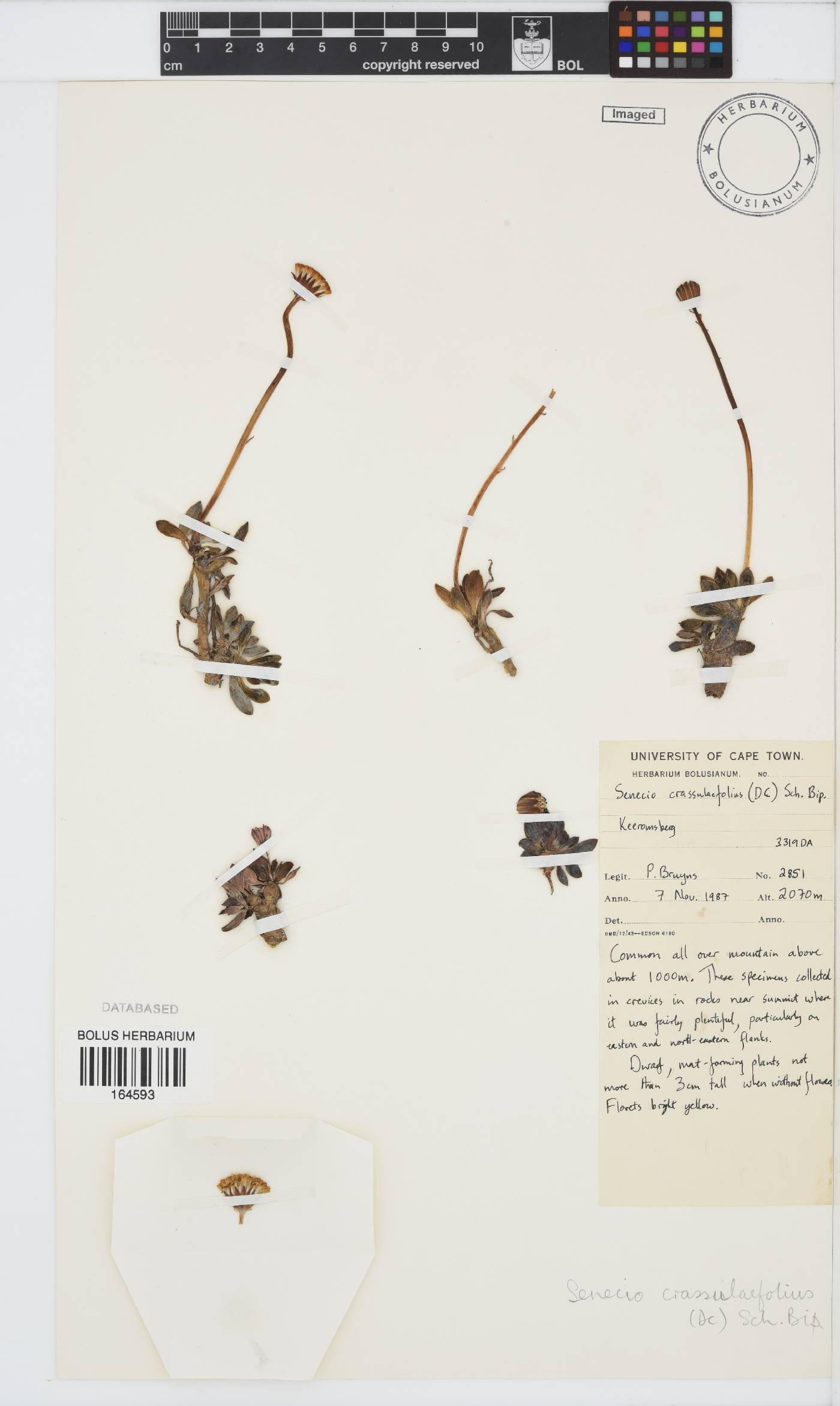 Curio image