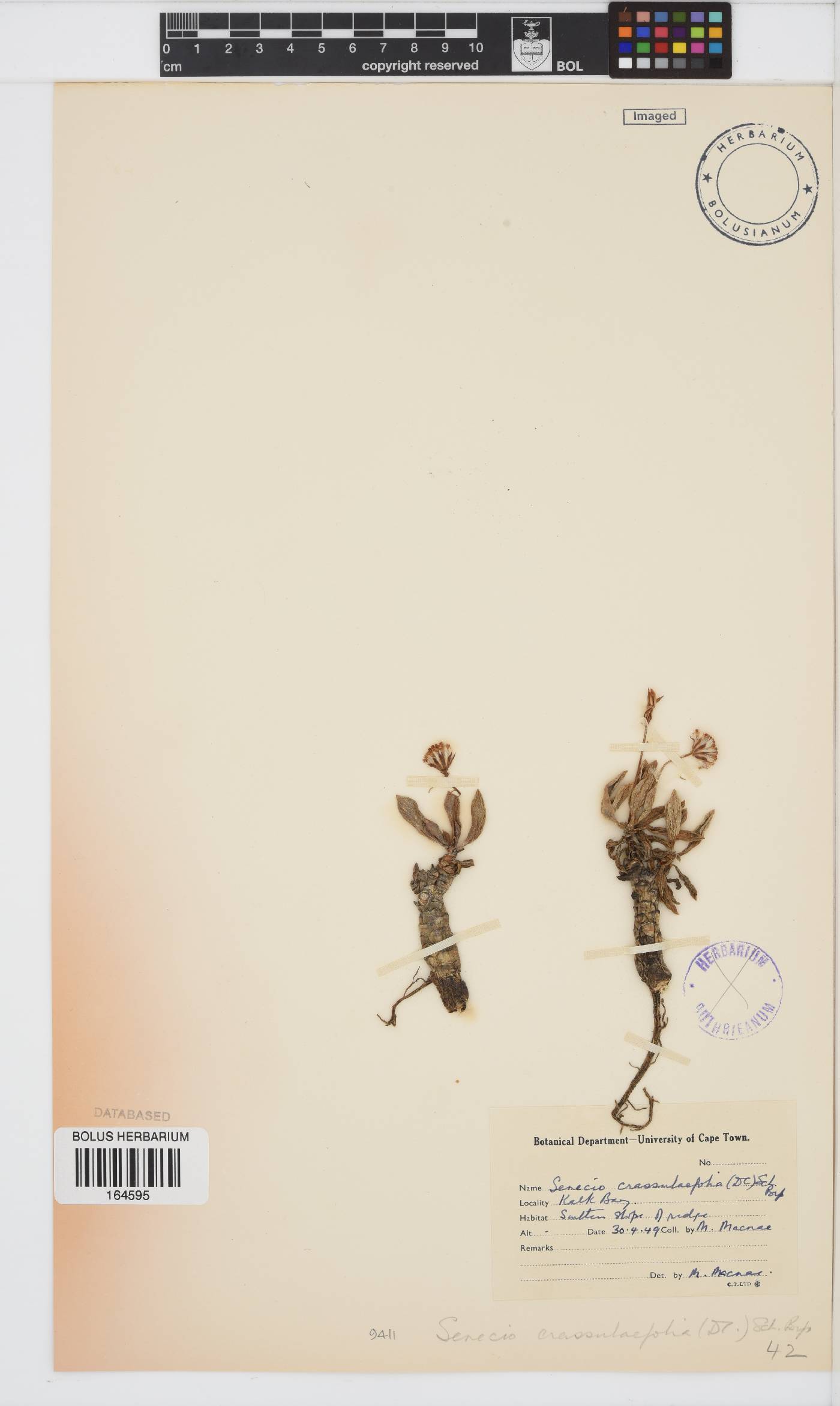 Curio crassulifolius image