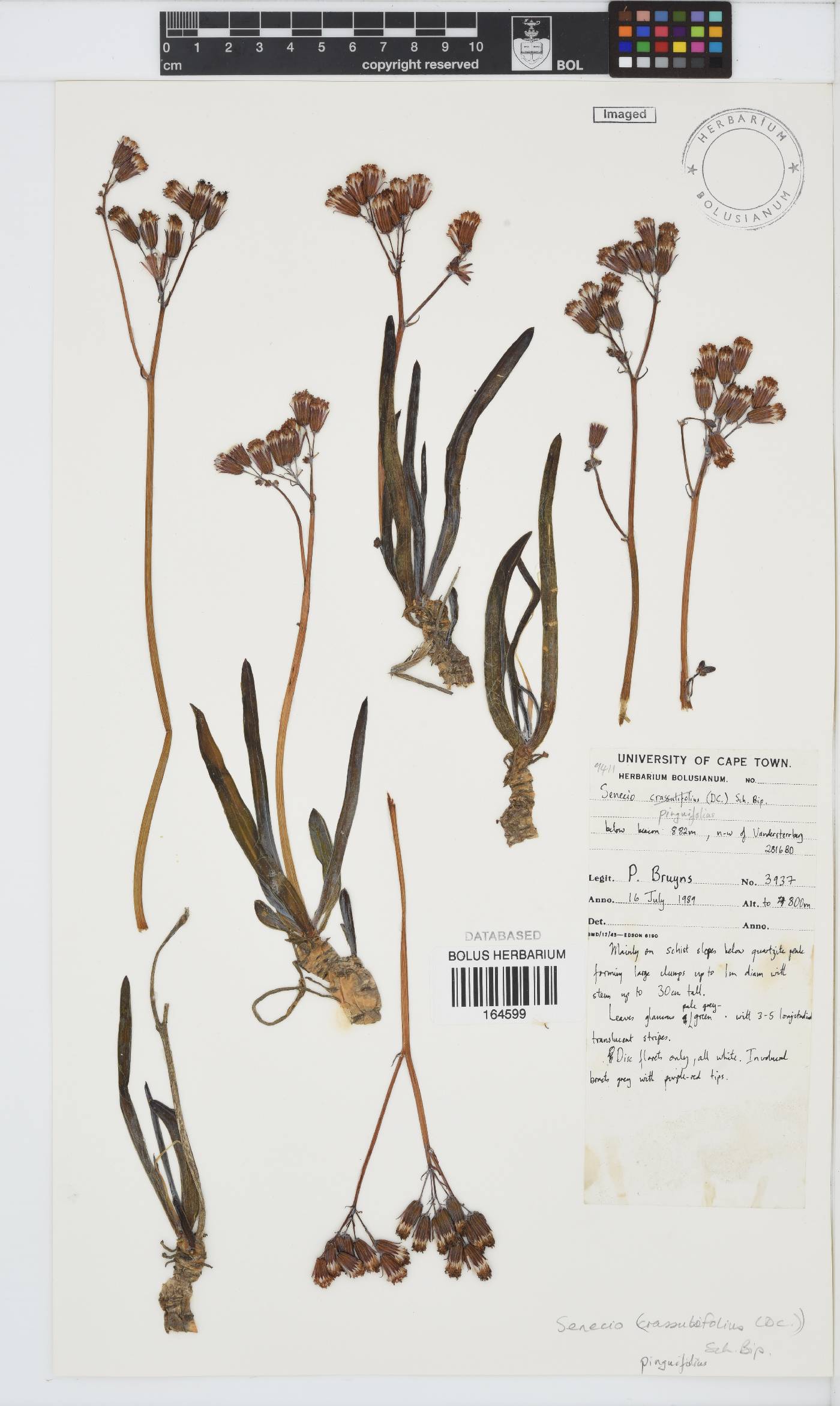 Curio pinguifolius image