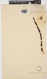 Kleinia anteuphorbium image