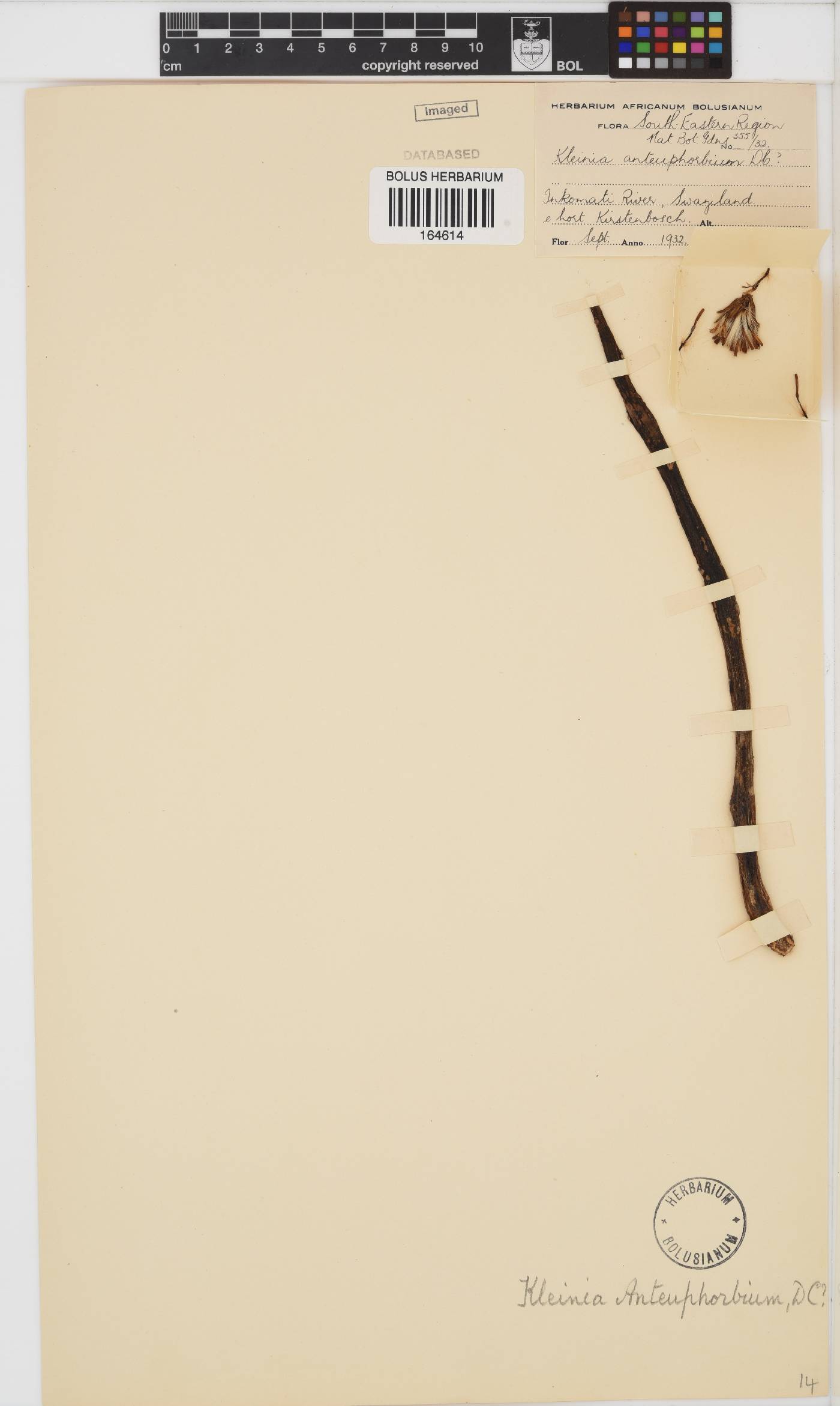 Kleinia anteuphorbium image