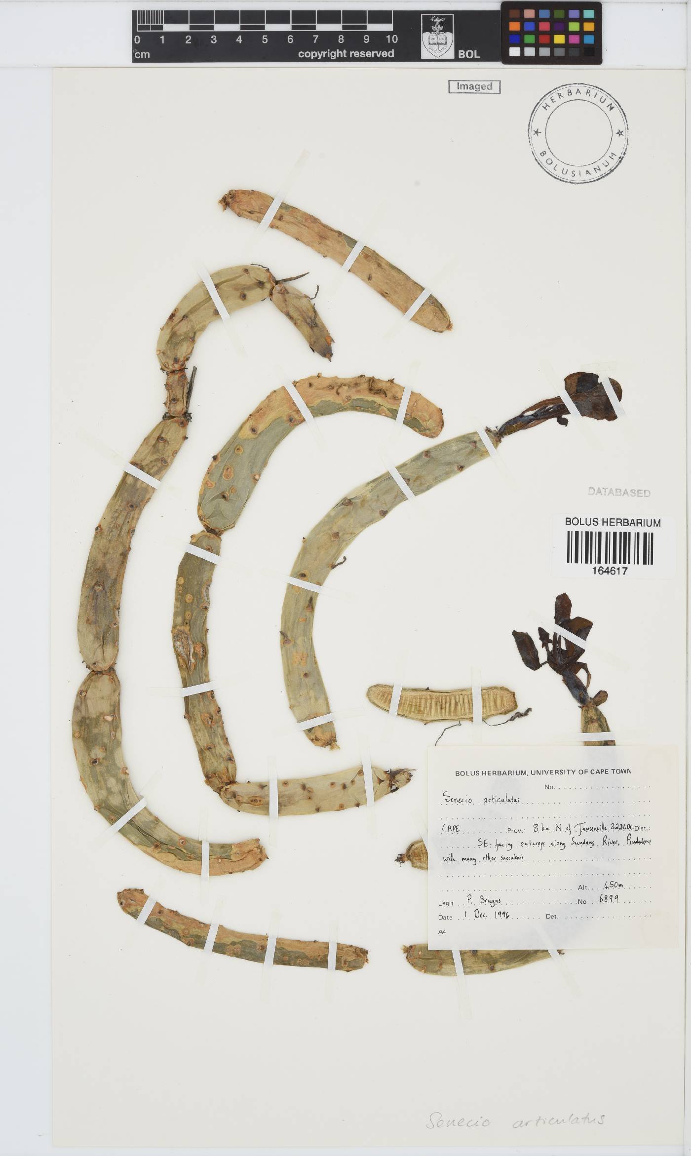 Curio articulatus image