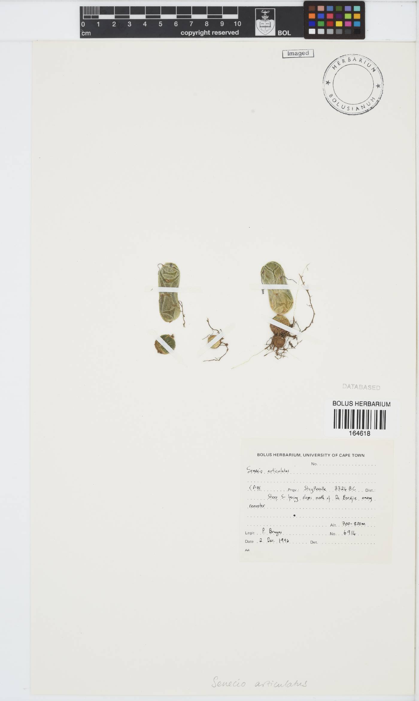 Curio articulatus image