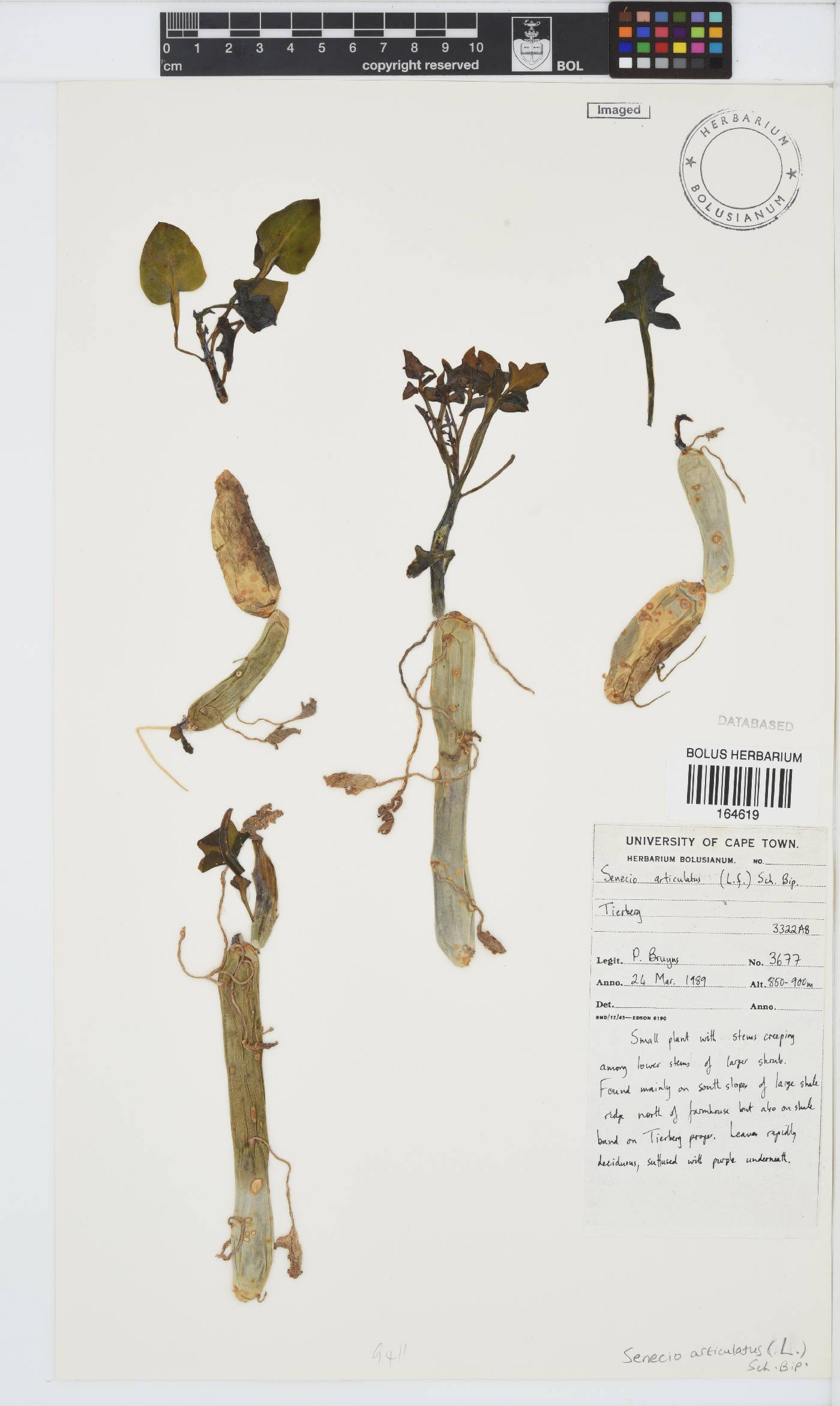 Curio articulatus image