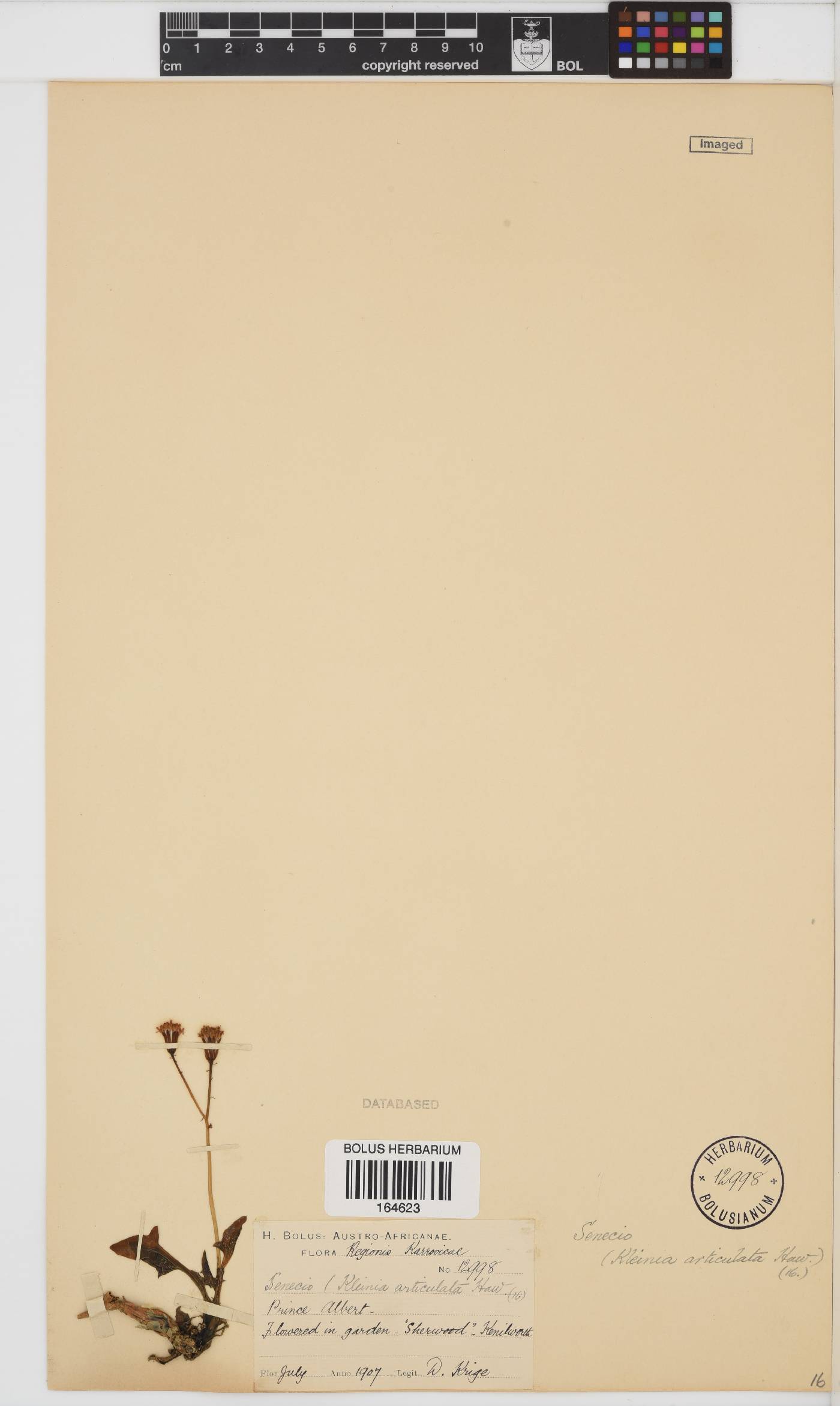 Curio image