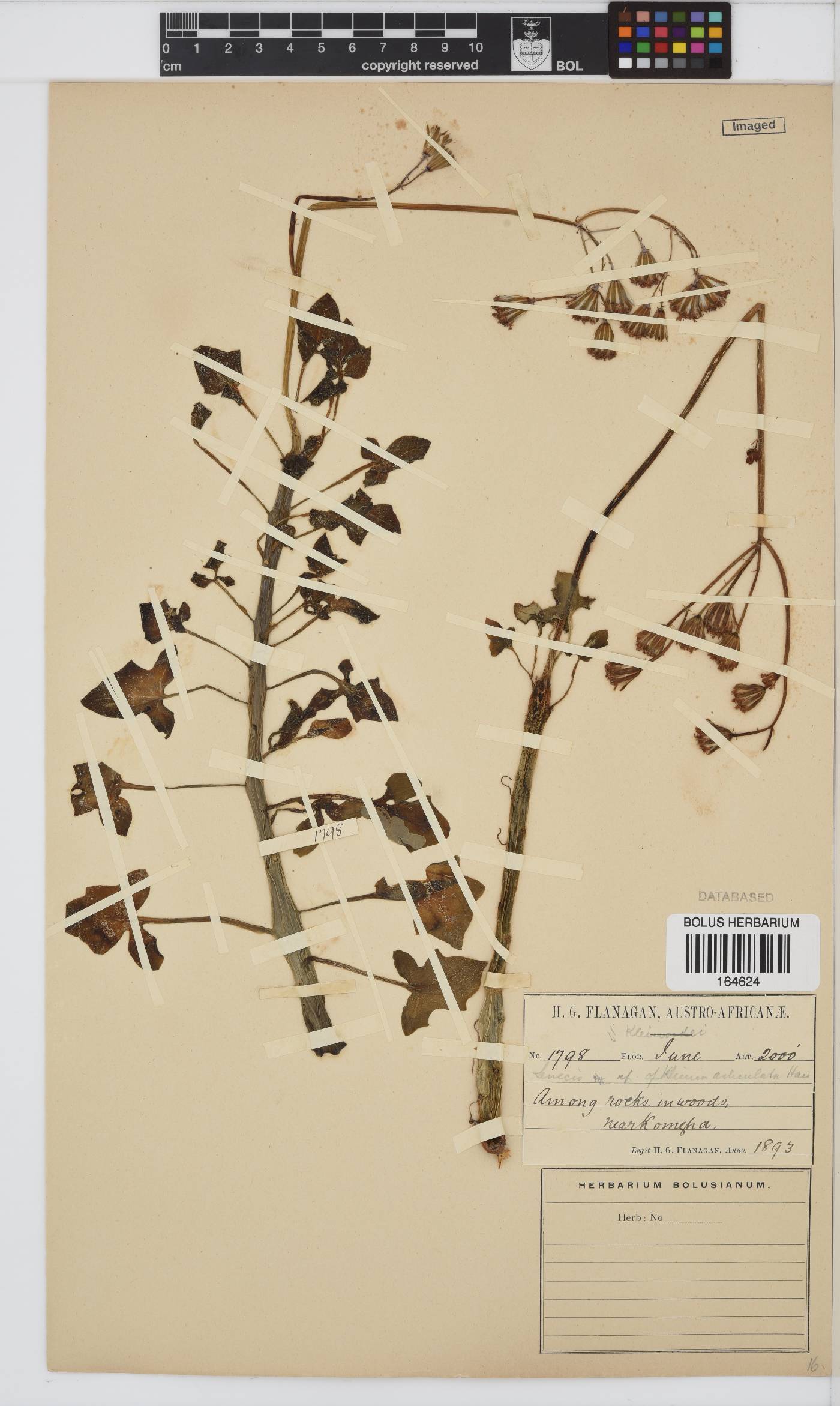 Curio articulatus image