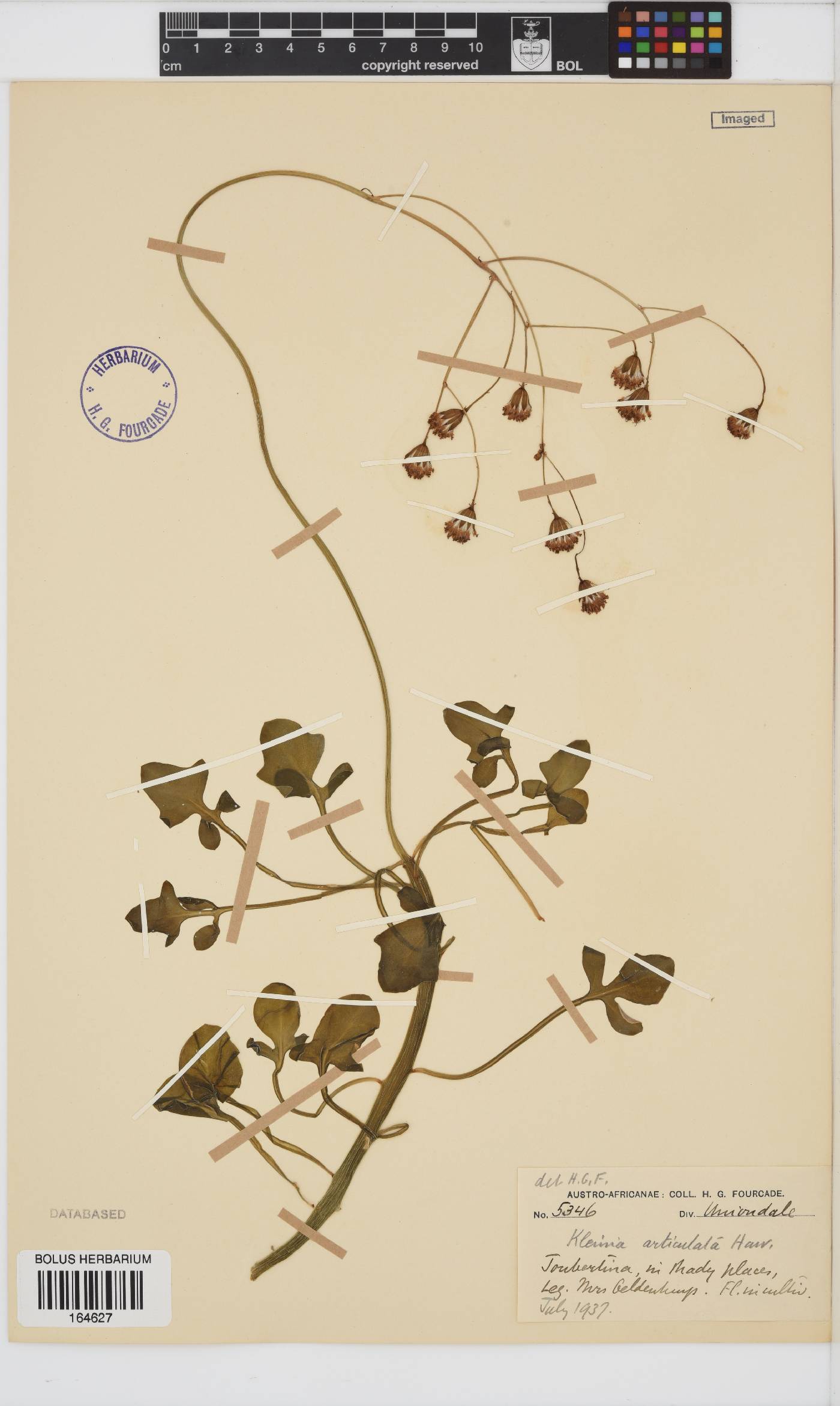 Curio articulatus image