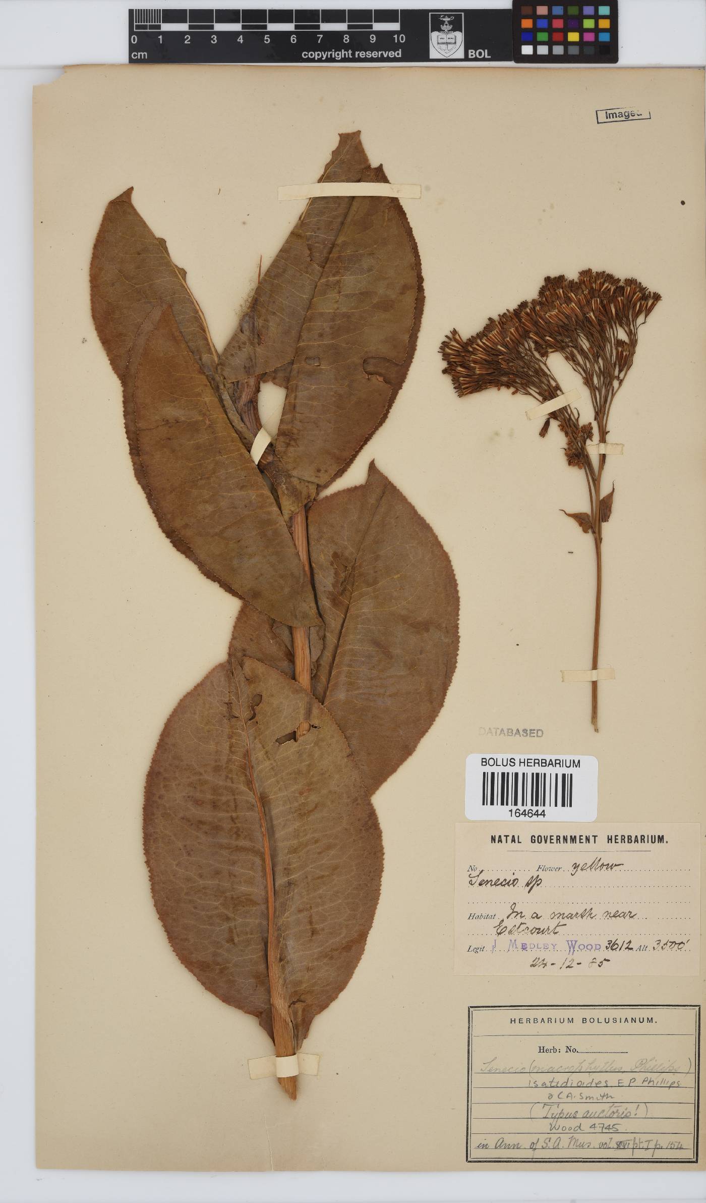 Senecio isatidioides image