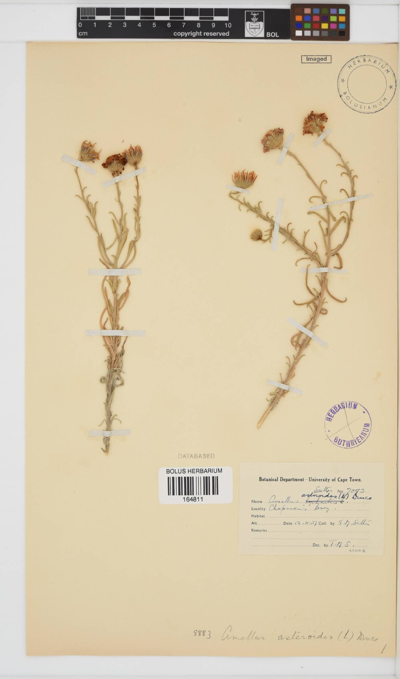 Amellus asteroides subsp. asteroides image