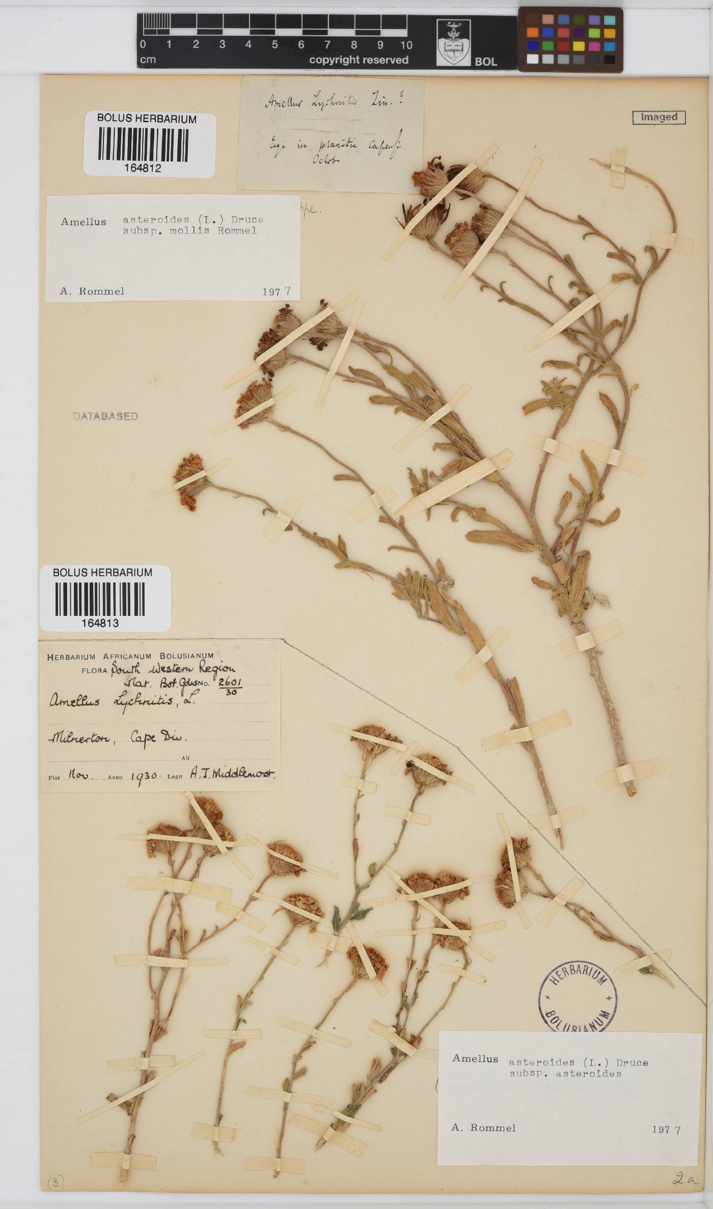Amellus asteroides image