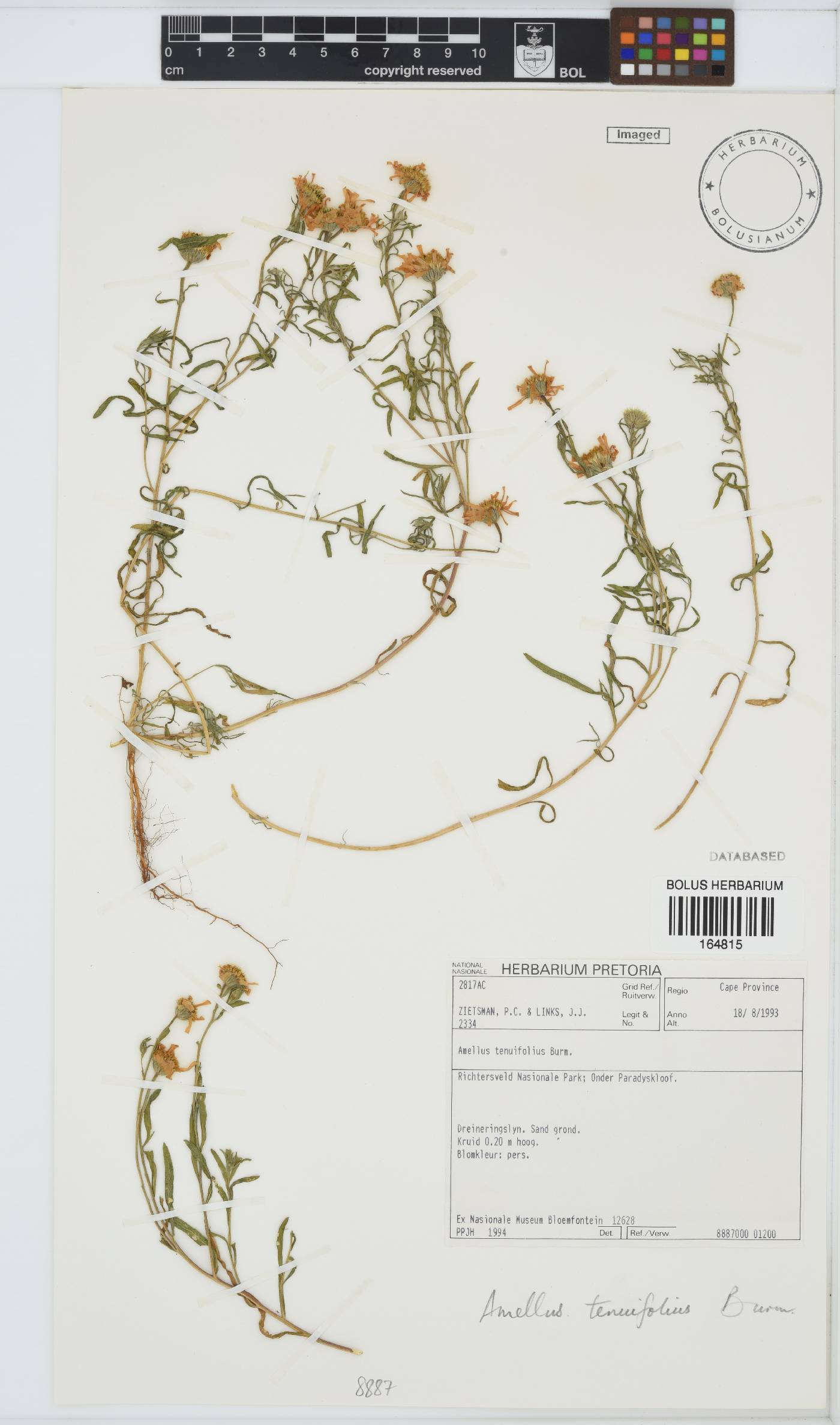 Amellus tenuifolius image