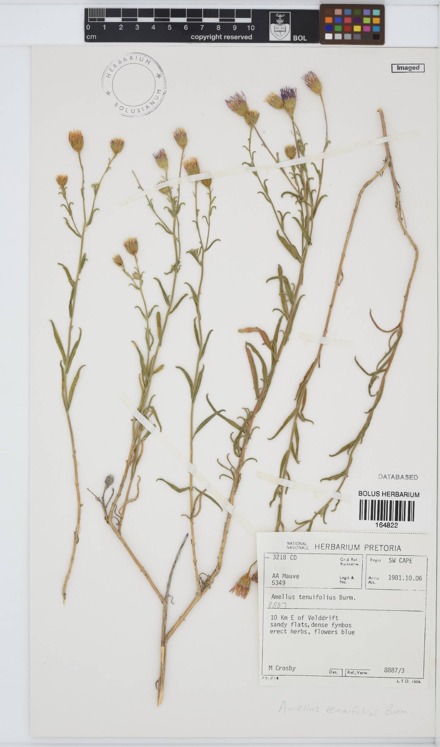 Amellus tenuifolius image