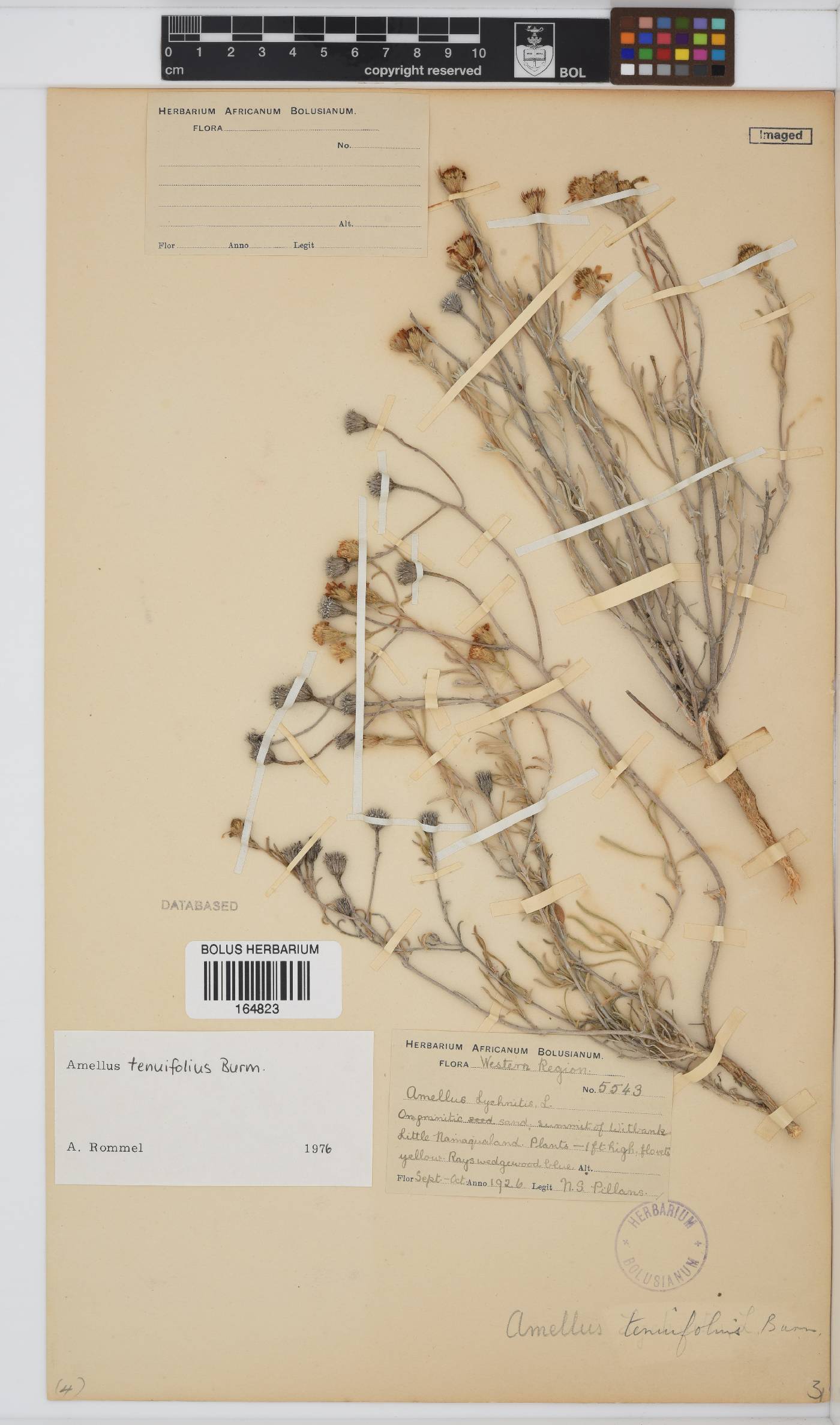 Amellus tenuifolius image