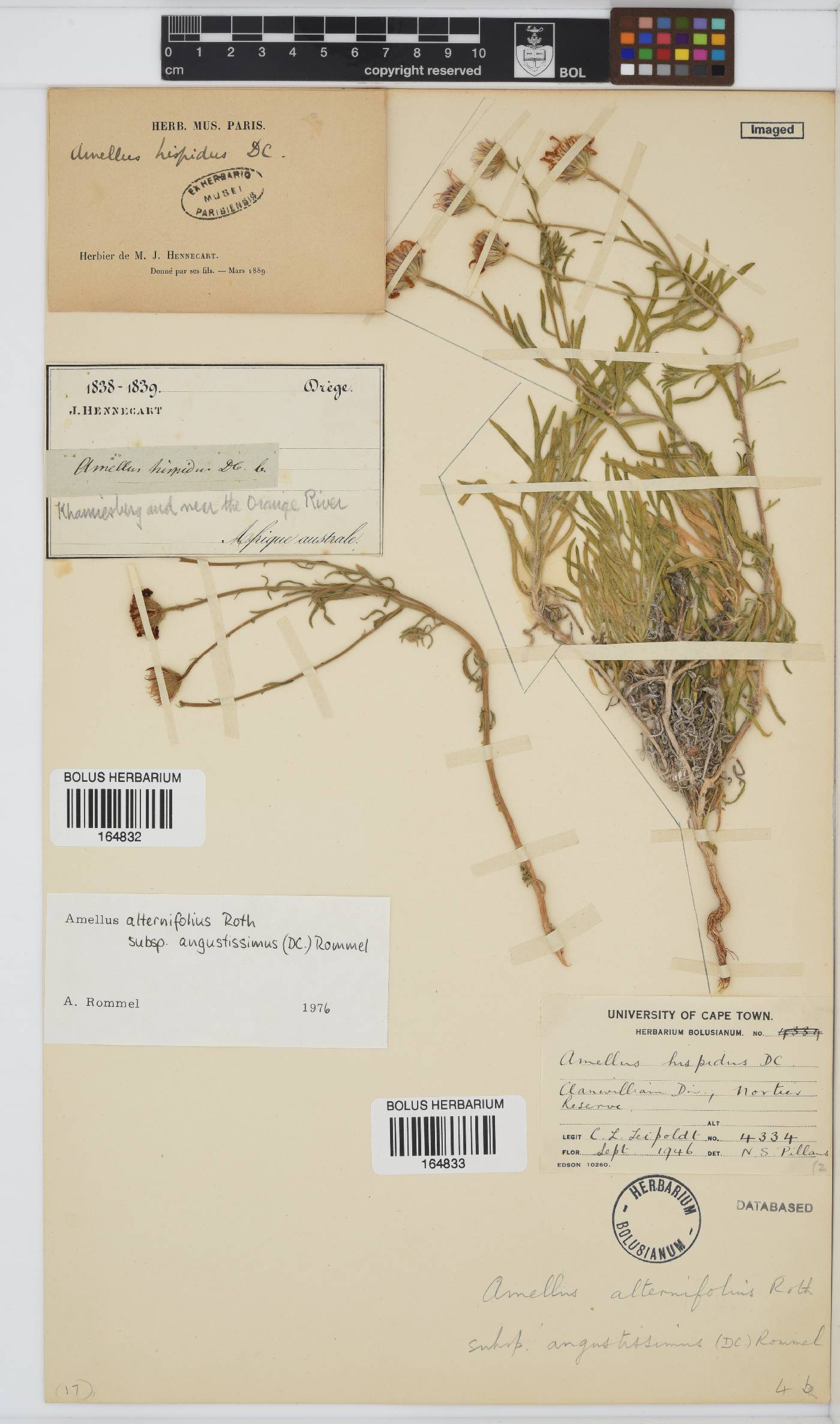 Amellus alternifolius subsp. angustissimus image