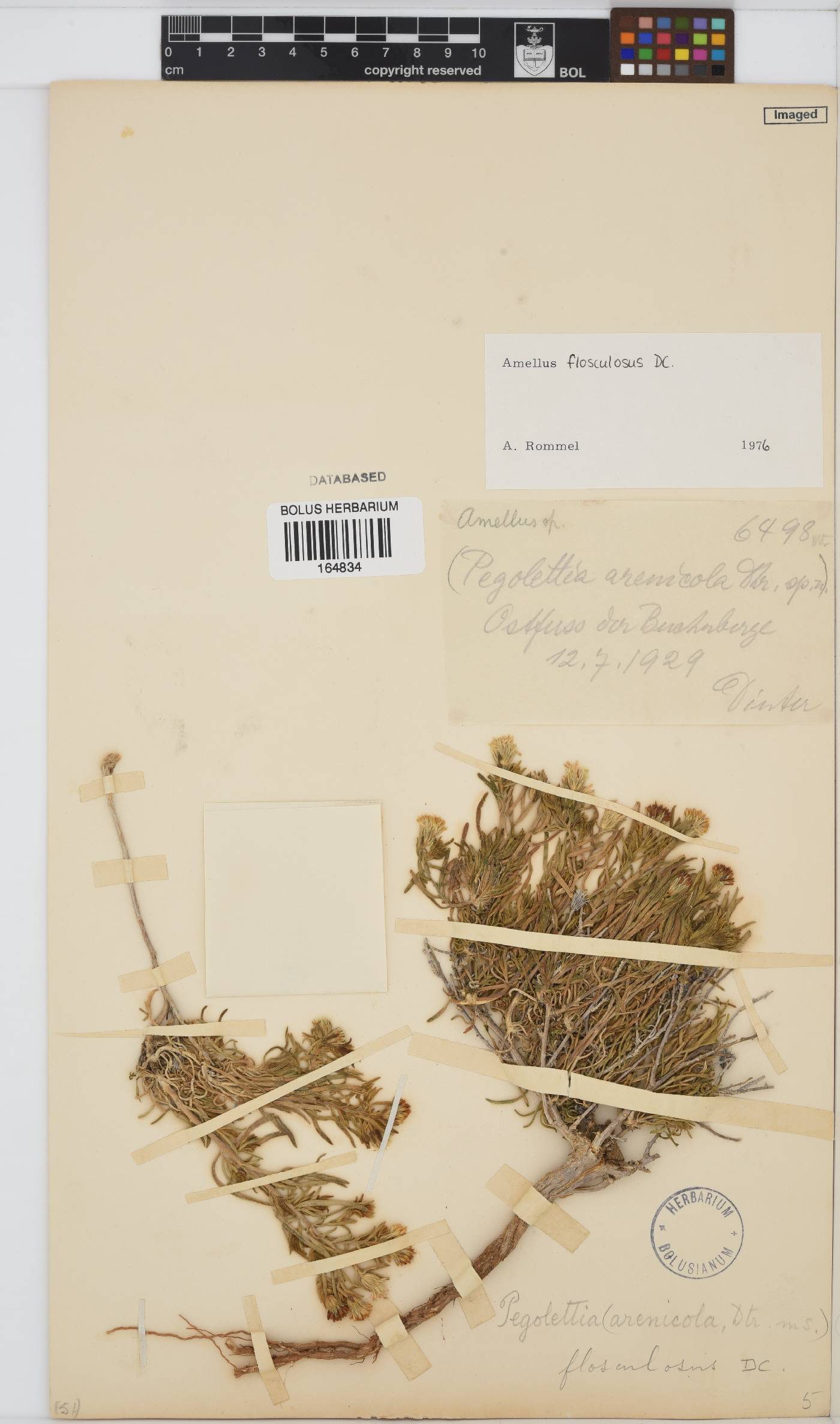 Amellus flosculosus image