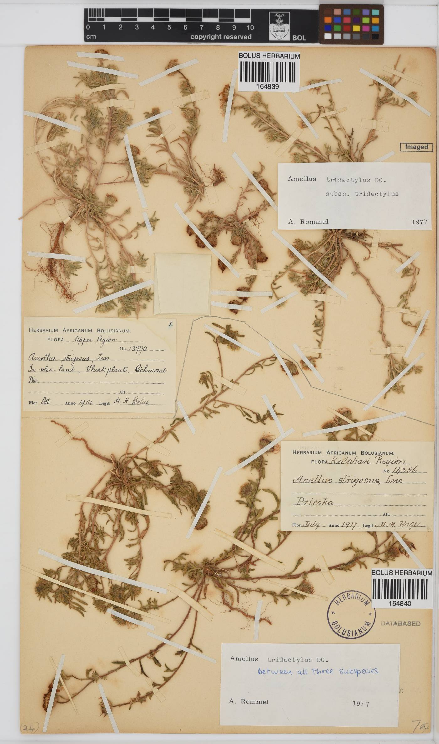 Amellus tridactylus image