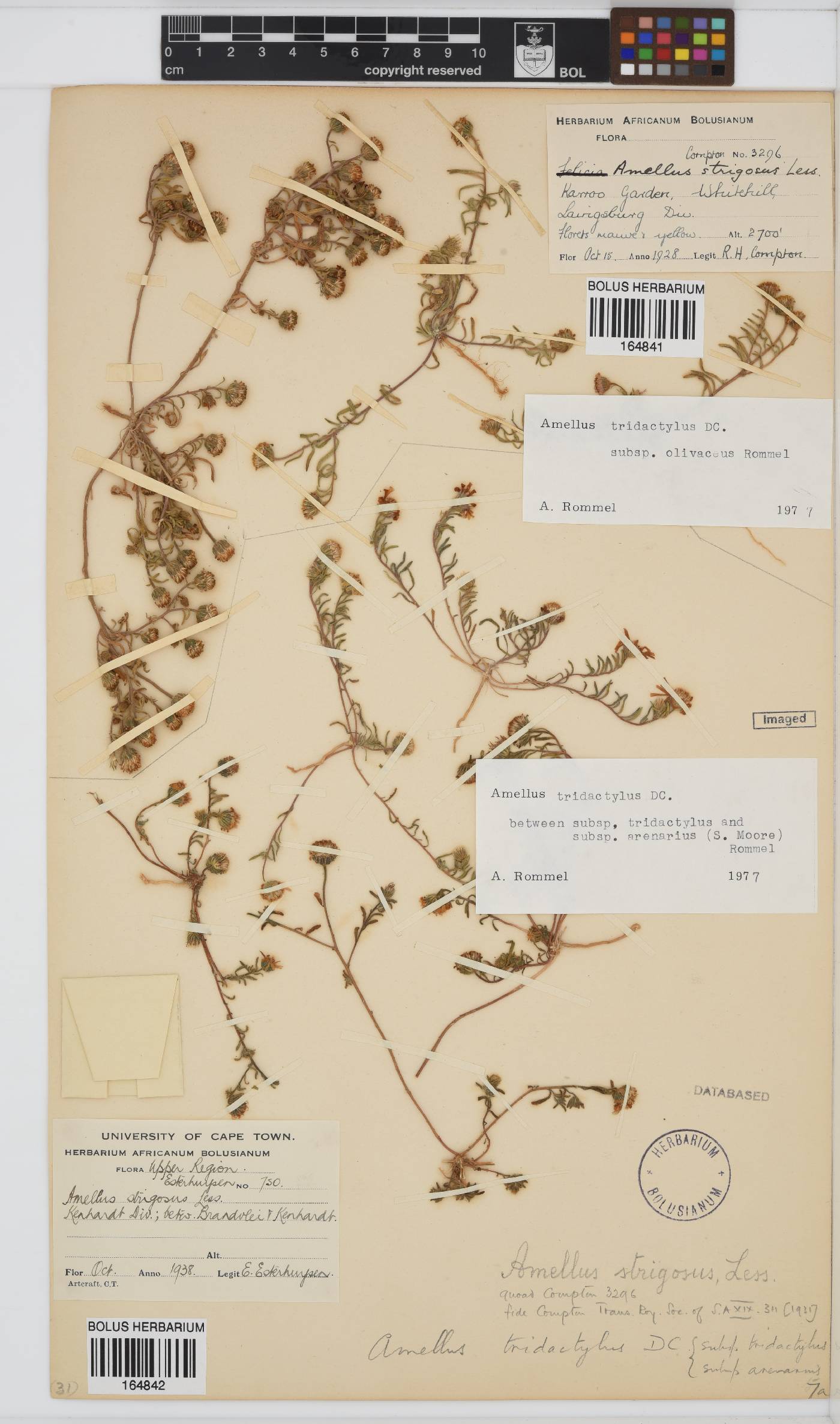 Amellus tridactylus image