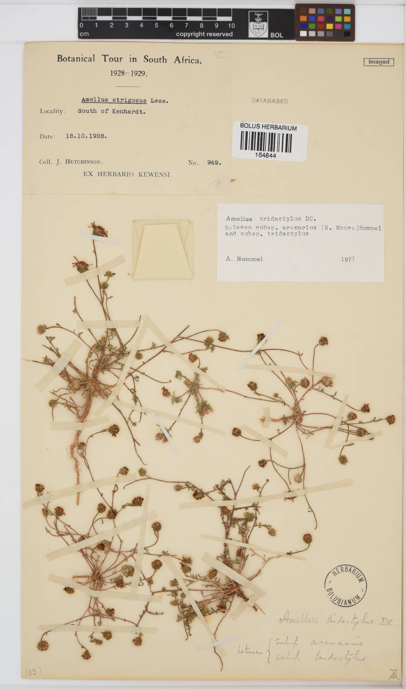 Amellus tridactylus image