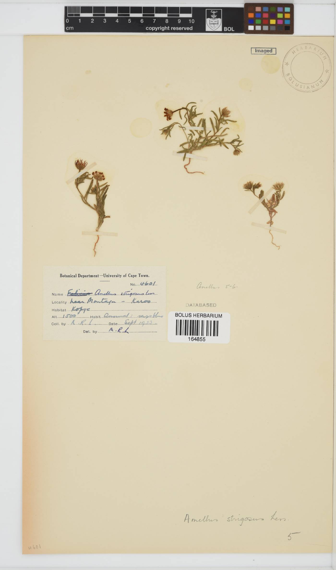 Amellus strigosus subsp. strigosus image