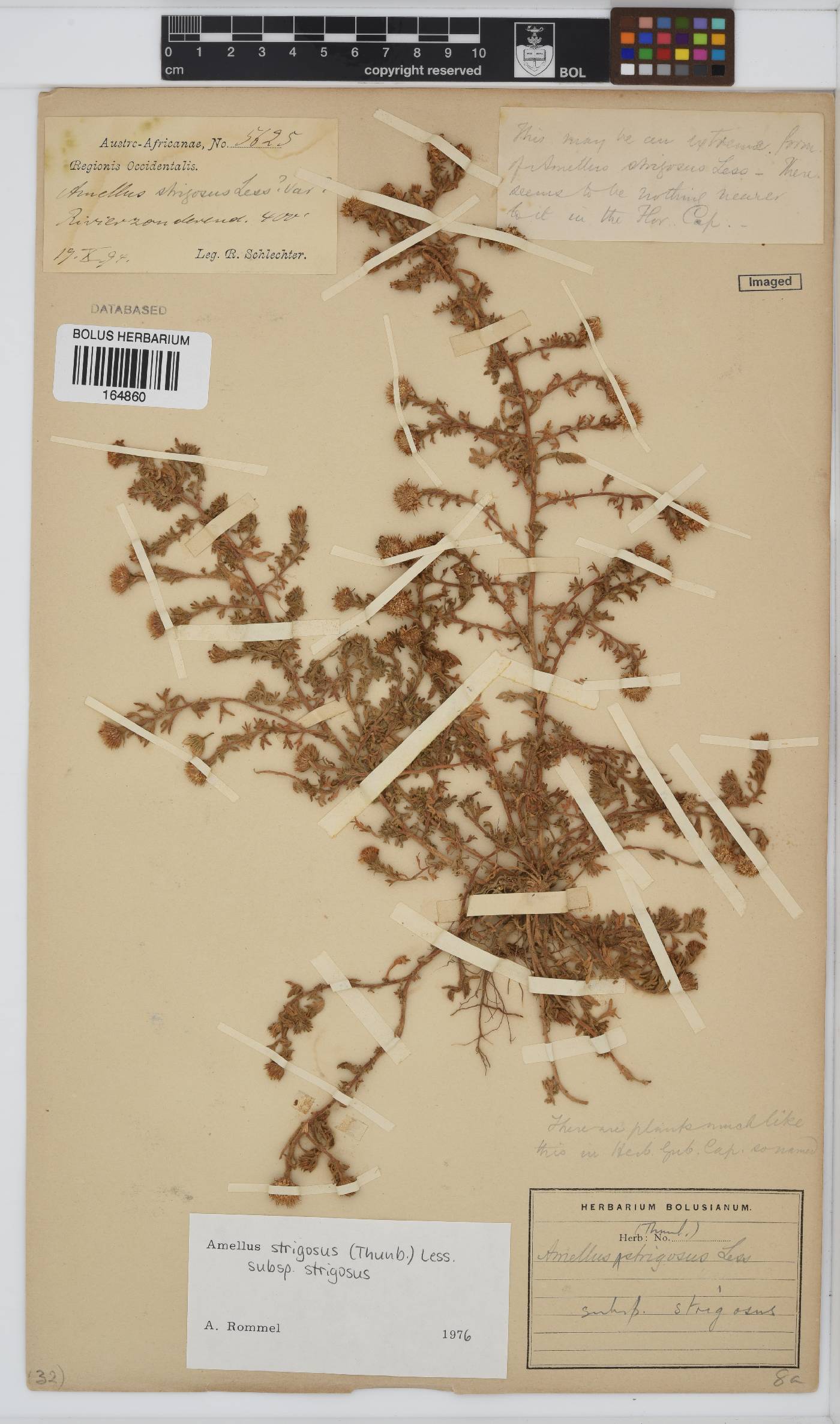 Amellus strigosus image