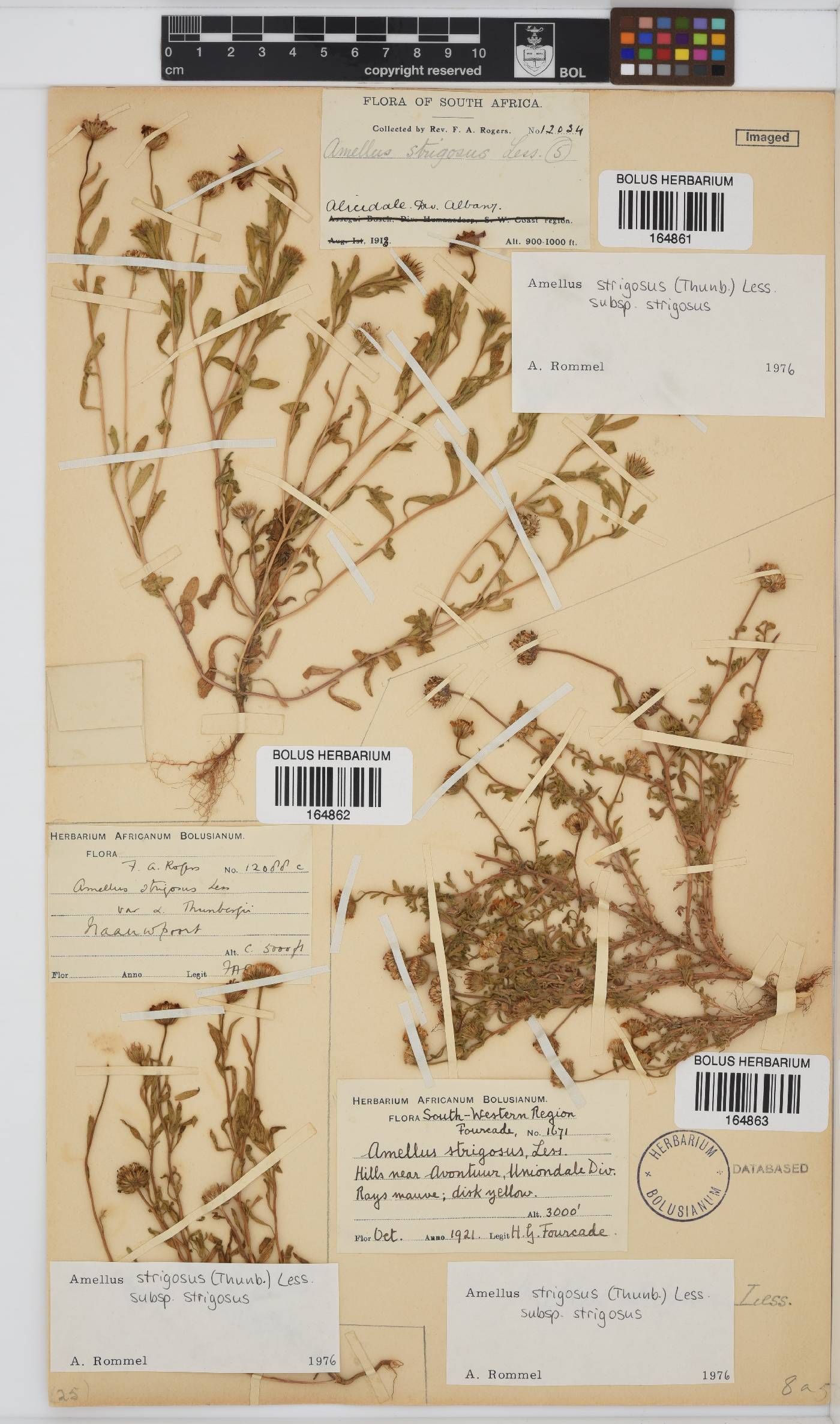 Amellus strigosus subsp. strigosus image
