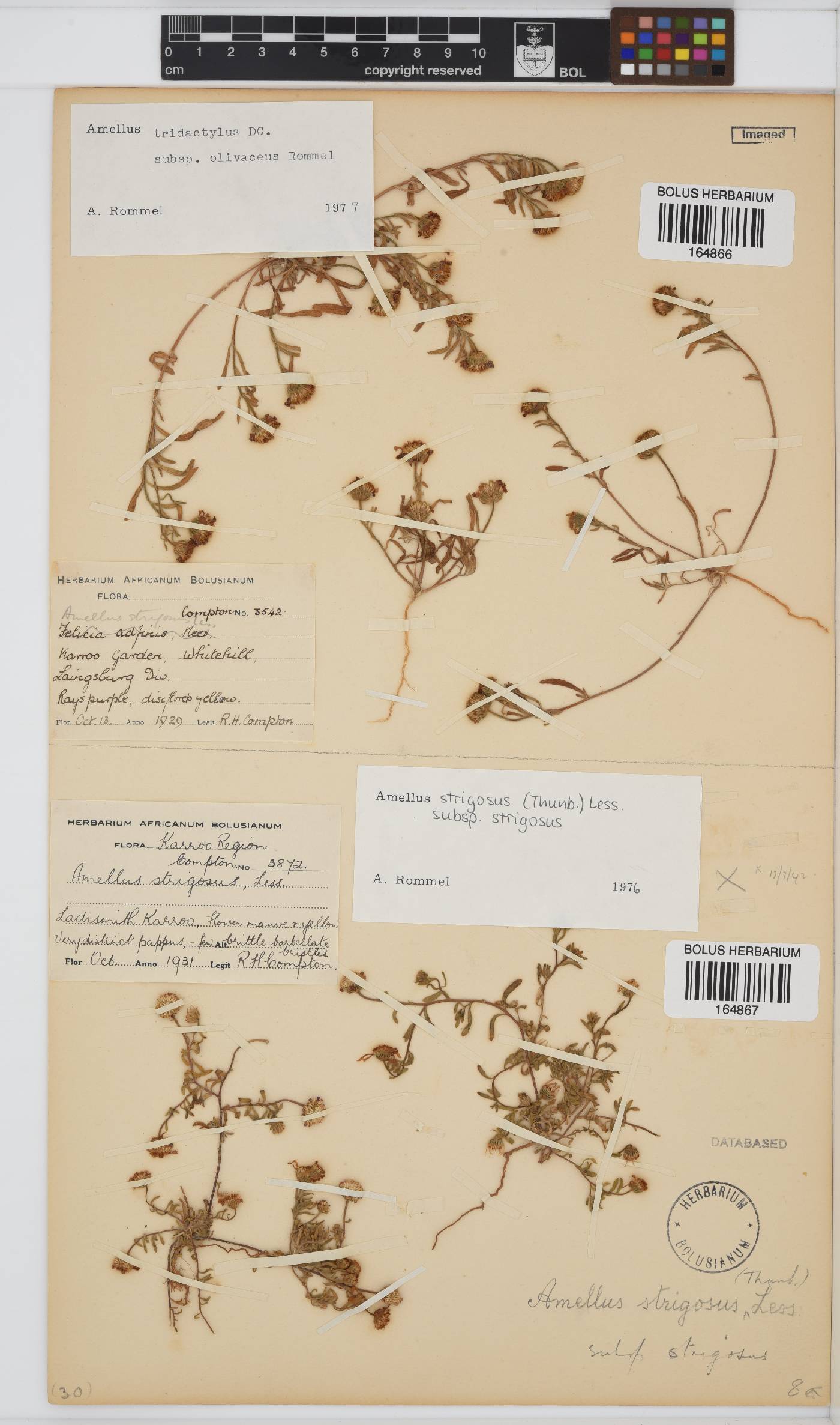 Amellus strigosus image