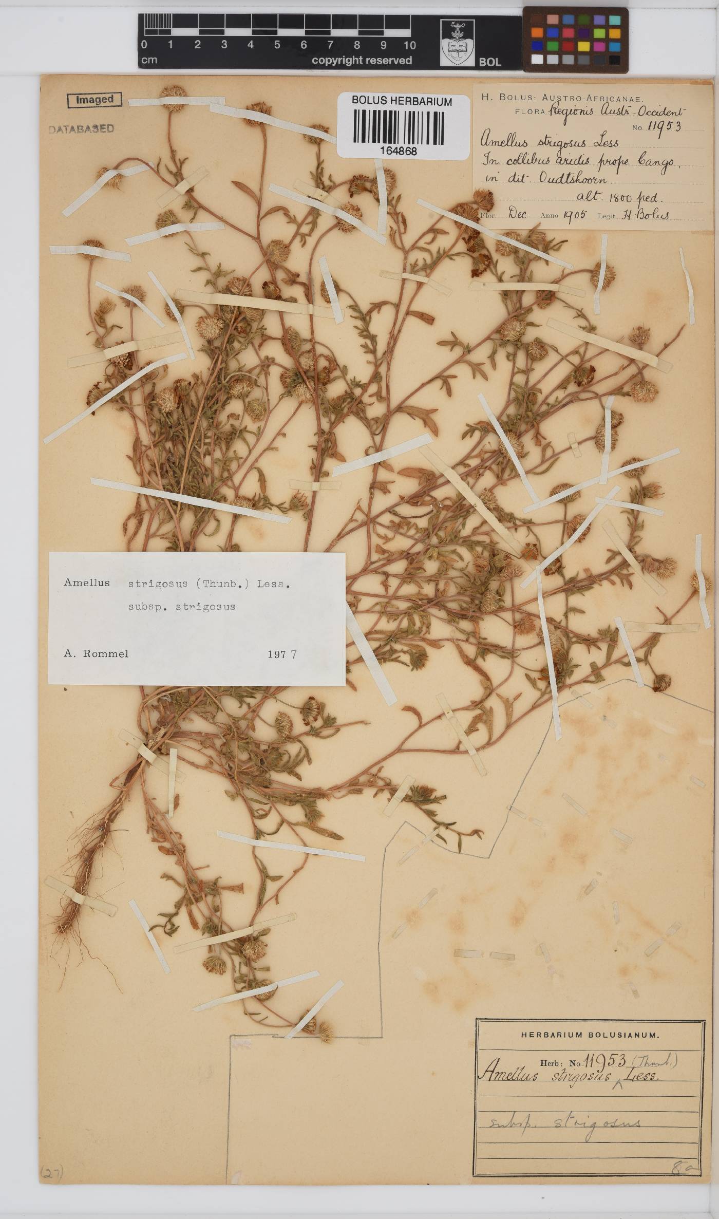 Amellus strigosus subsp. strigosus image