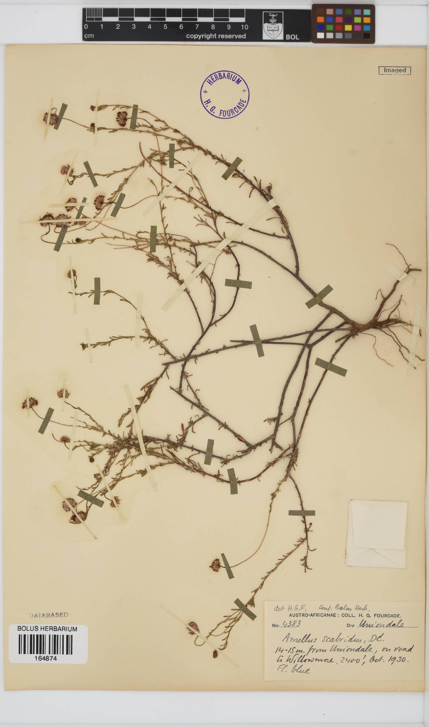 Amellus strigosus subsp. scabridus image