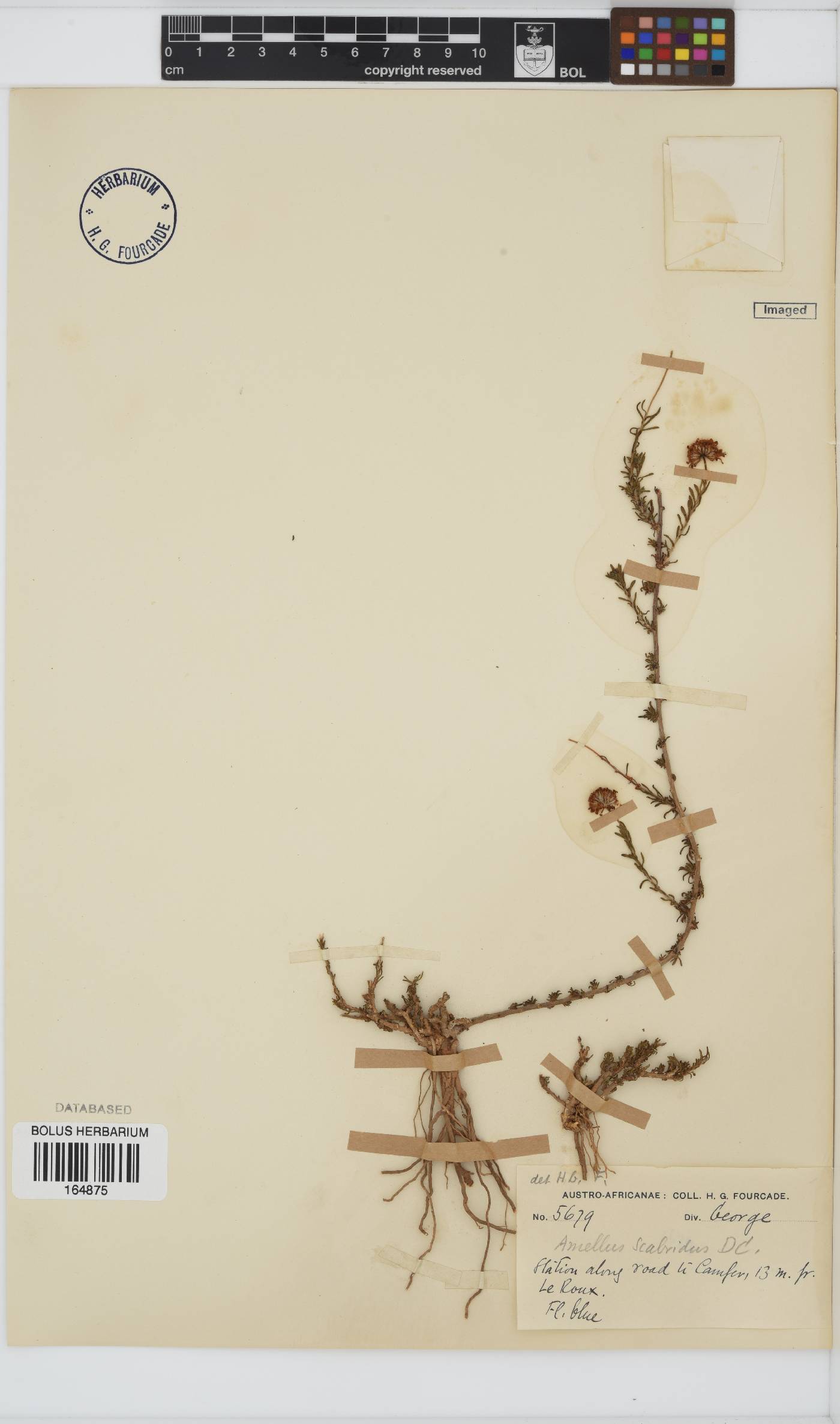 Amellus strigosus subsp. scabridus image