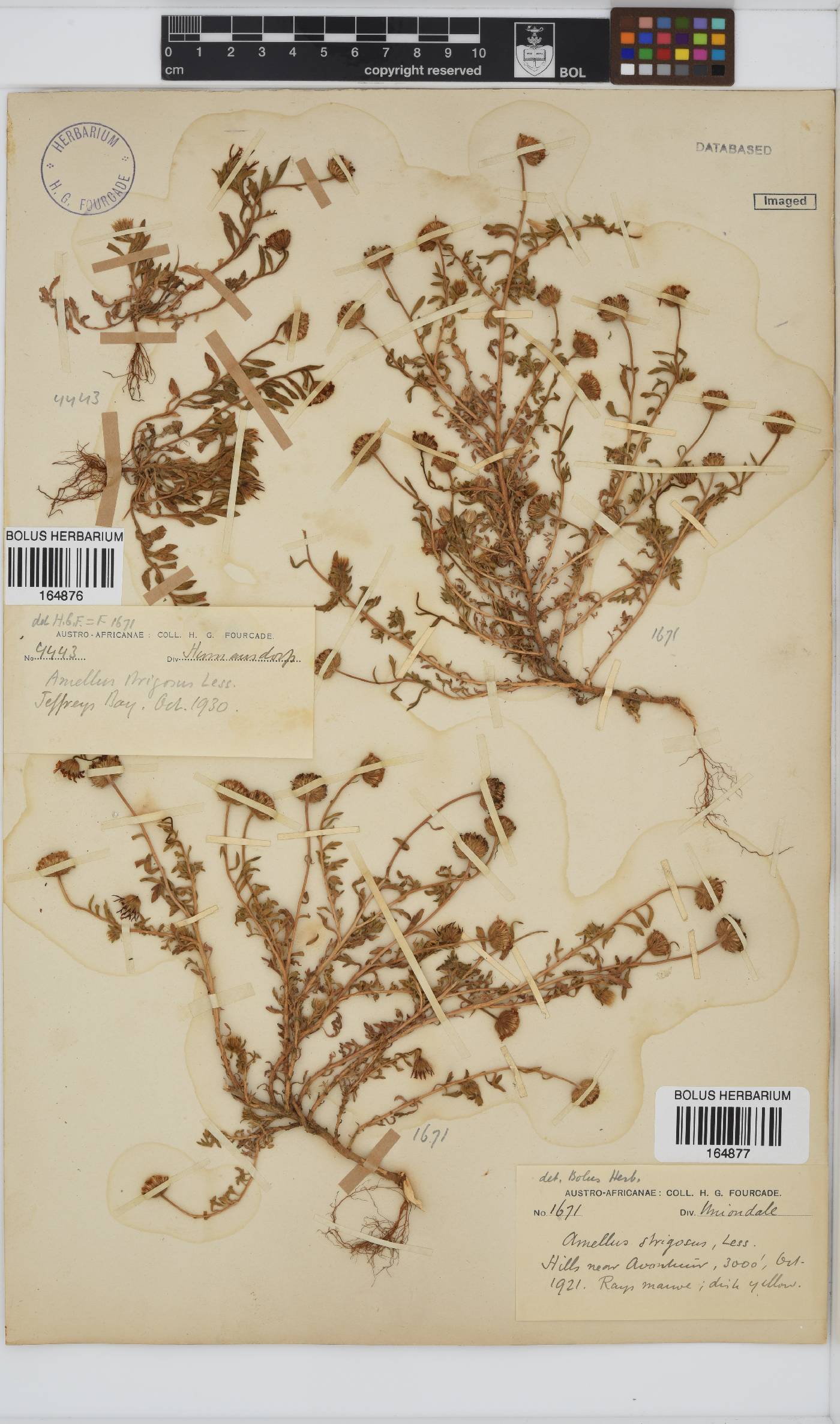 Amellus strigosus image