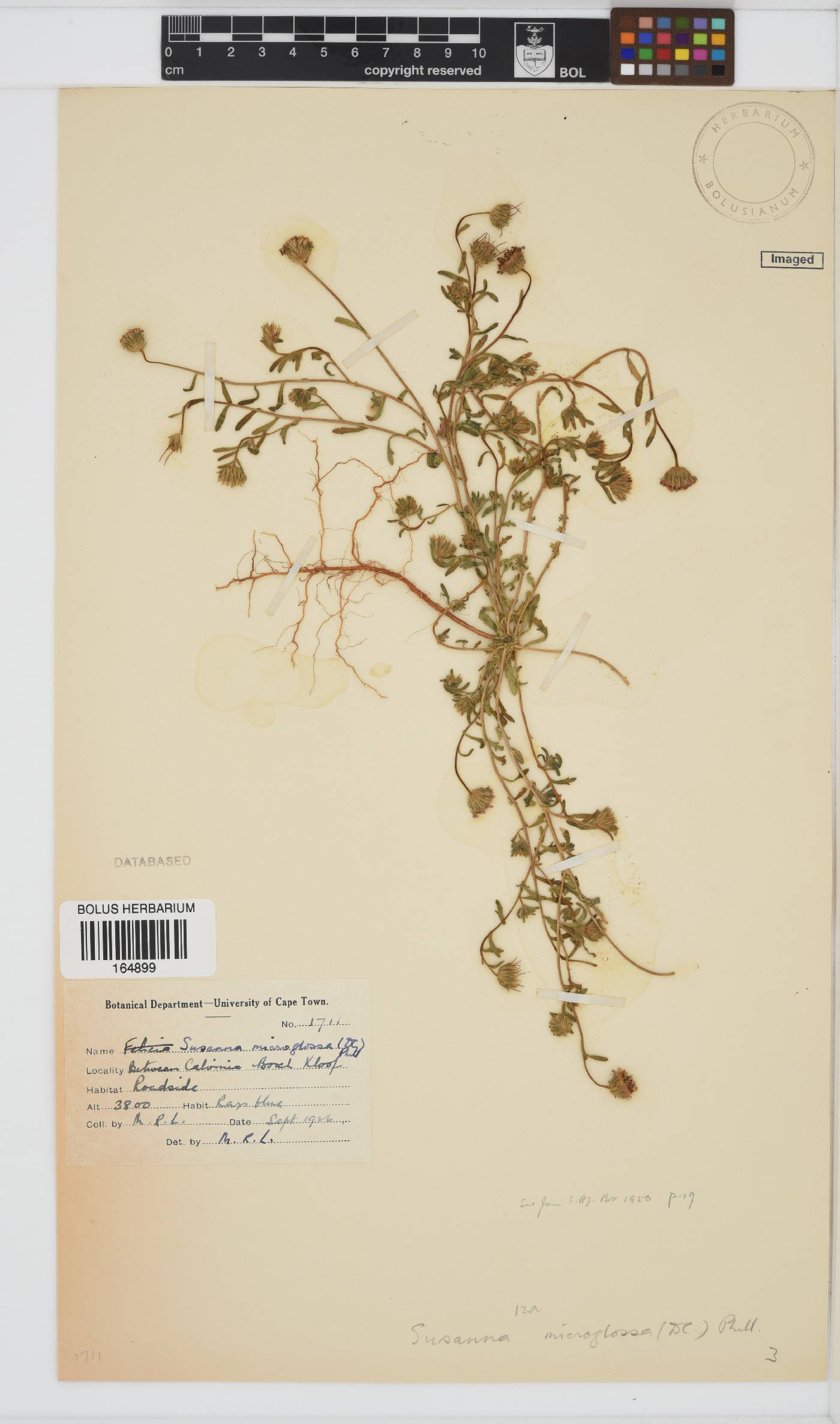 Amellus microglossus image