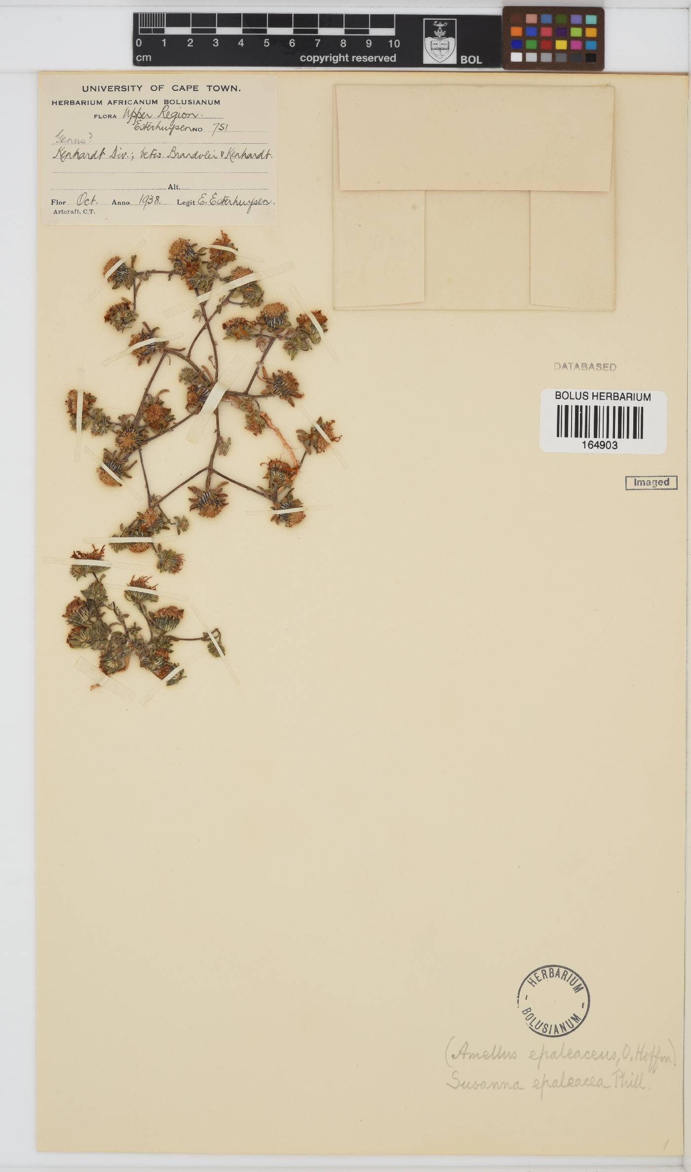 Amellus epaleaceus image