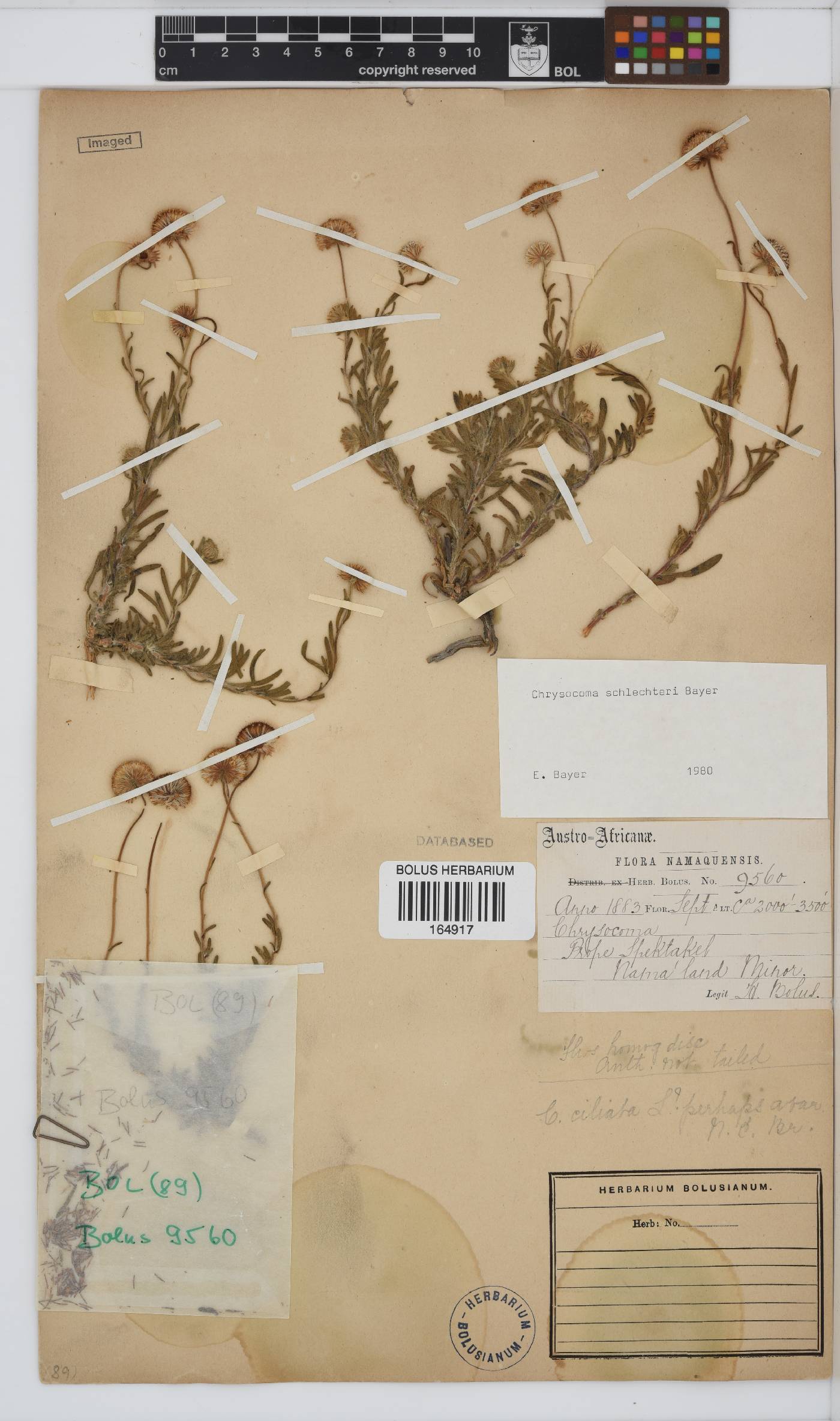 Chrysocoma schlechteri image