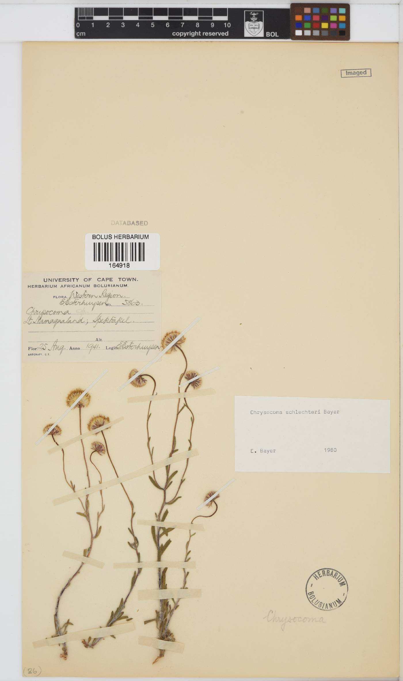 Chrysocoma schlechteri image