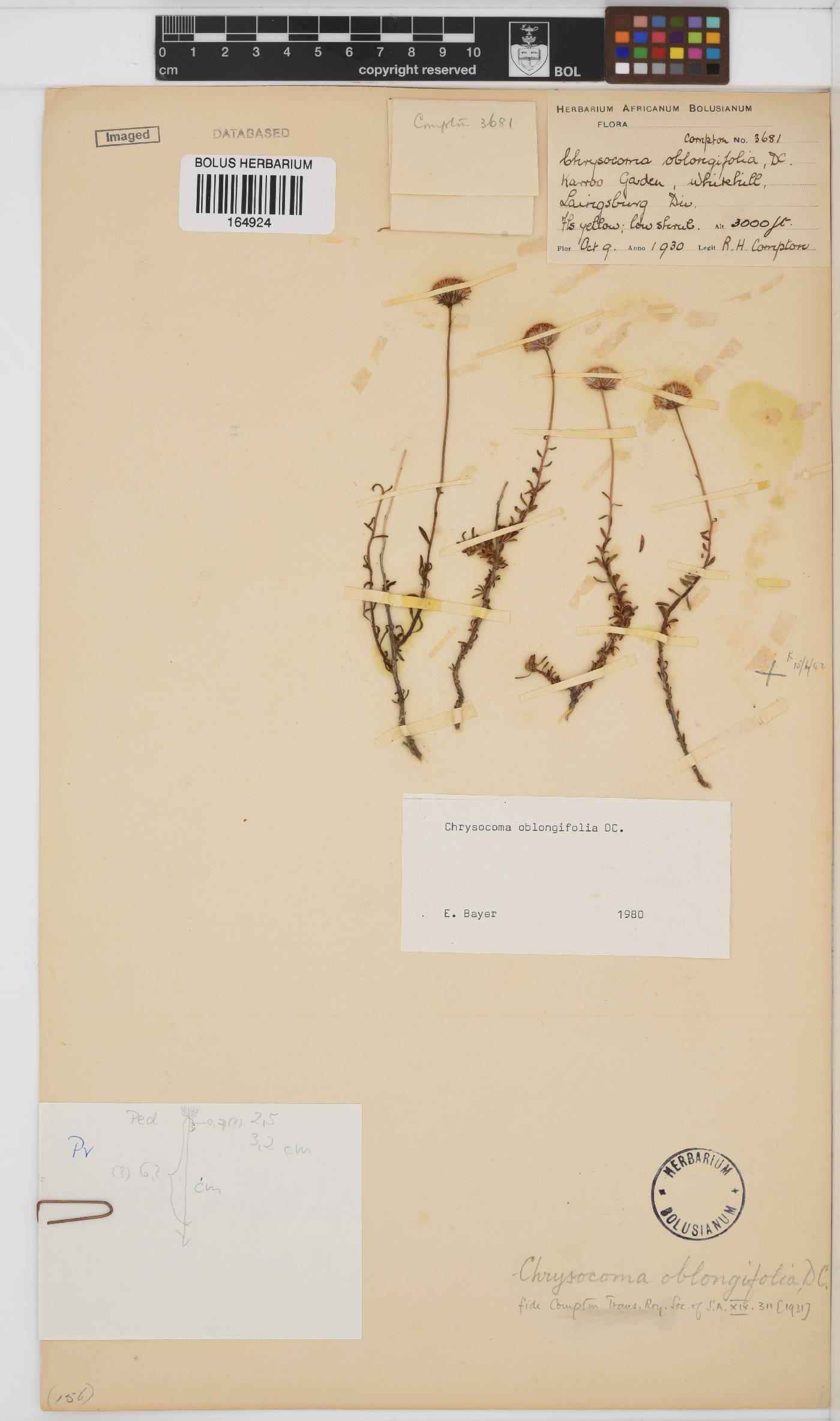 Chrysocoma oblongifolia image
