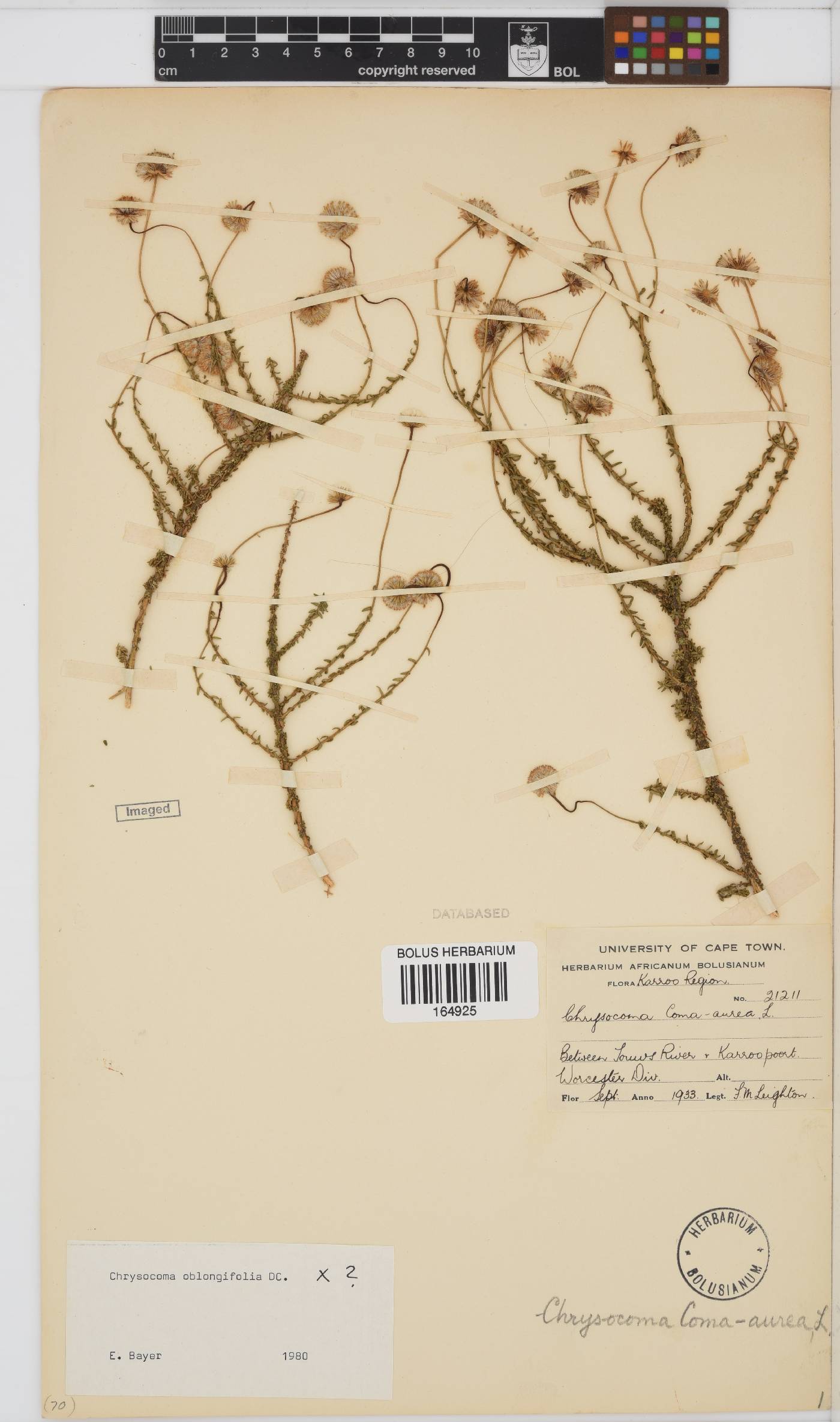 Chrysocoma oblongifolia image