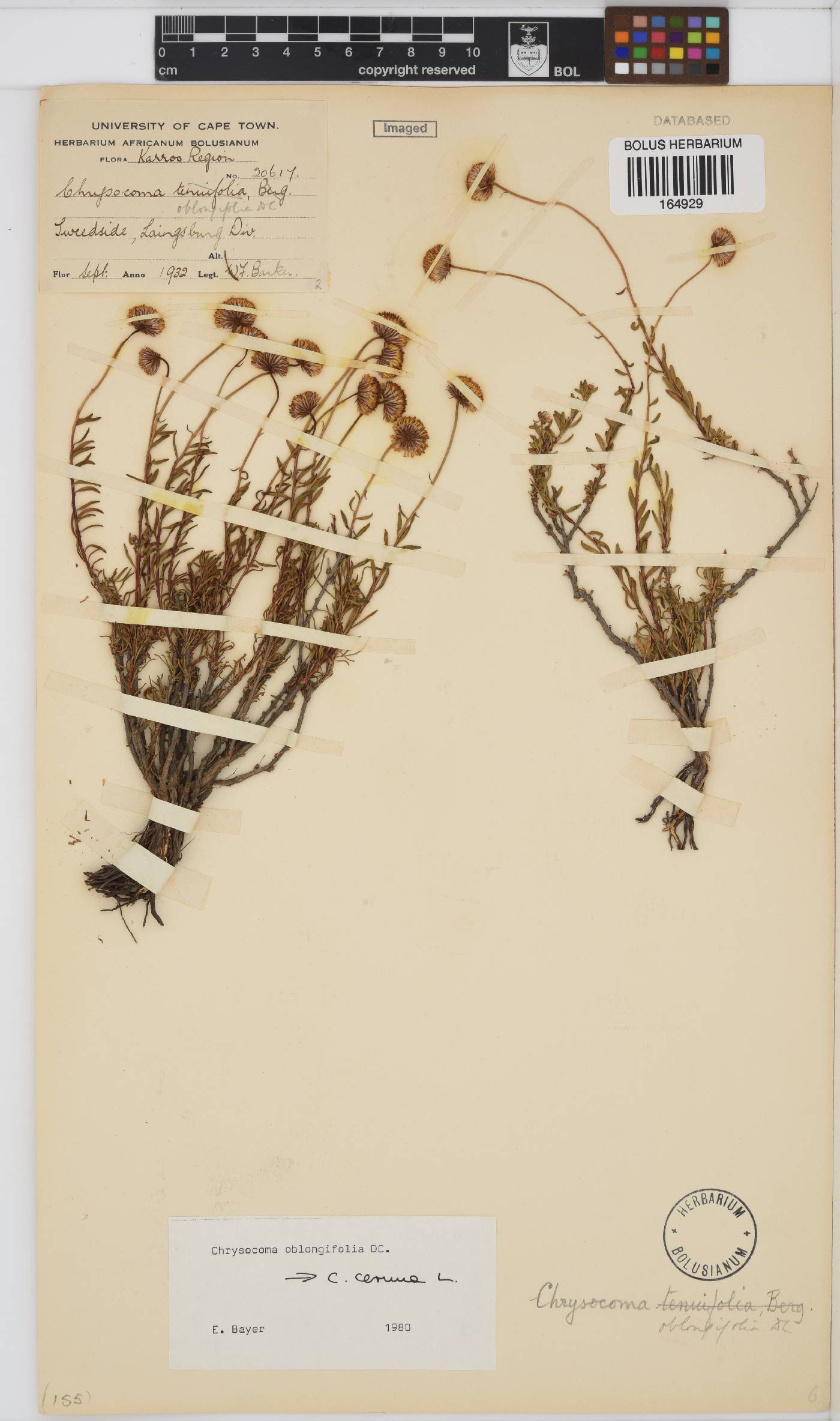 Chrysocoma cernua image
