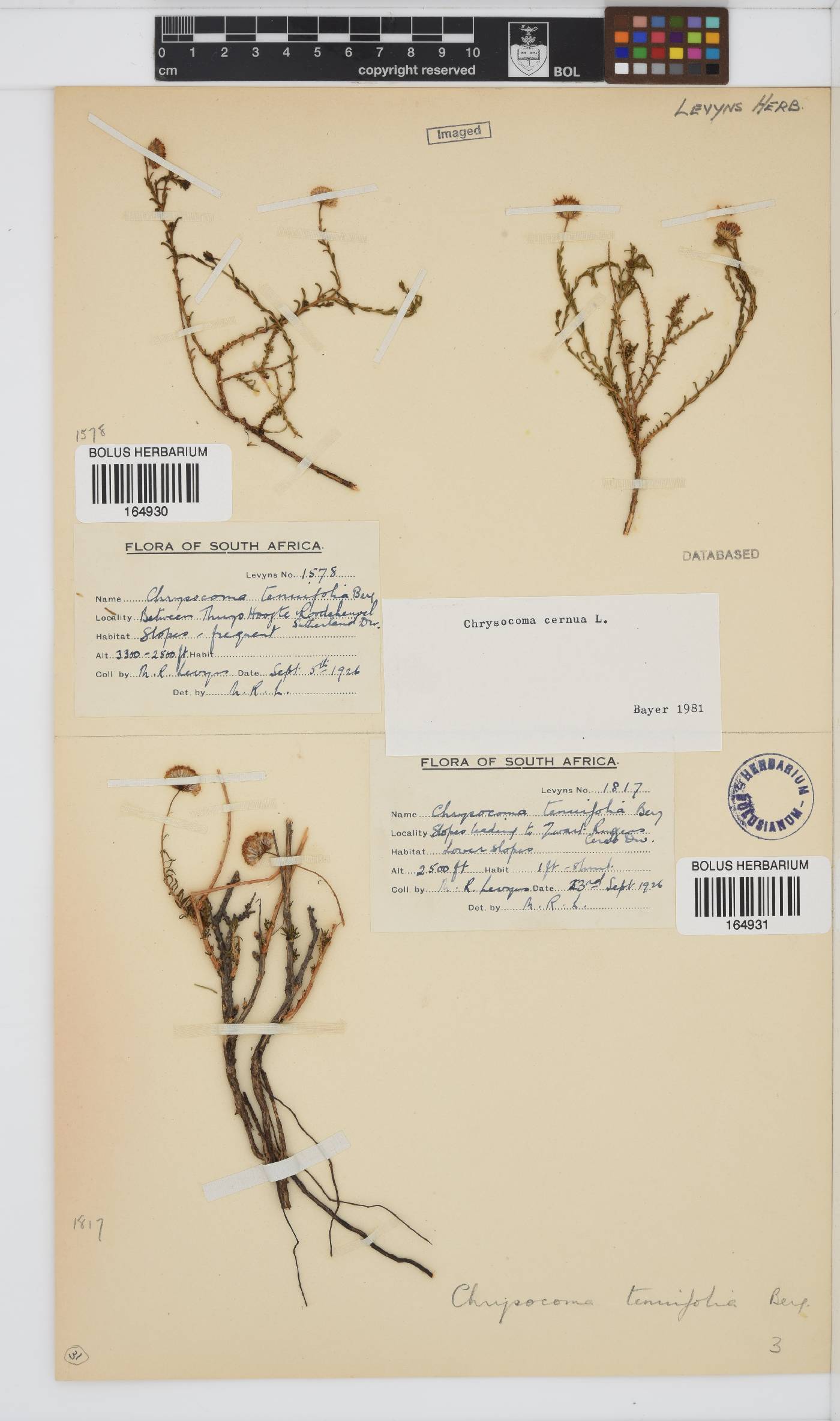 Chrysocoma cernua image