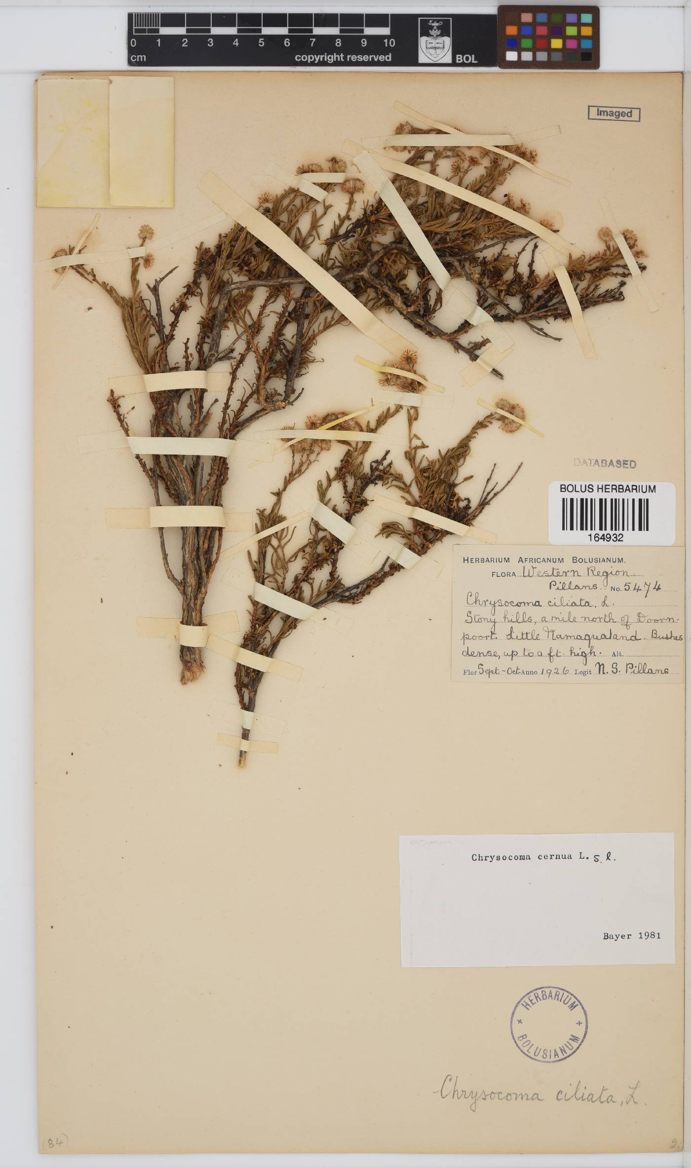 Chrysocoma cernua image