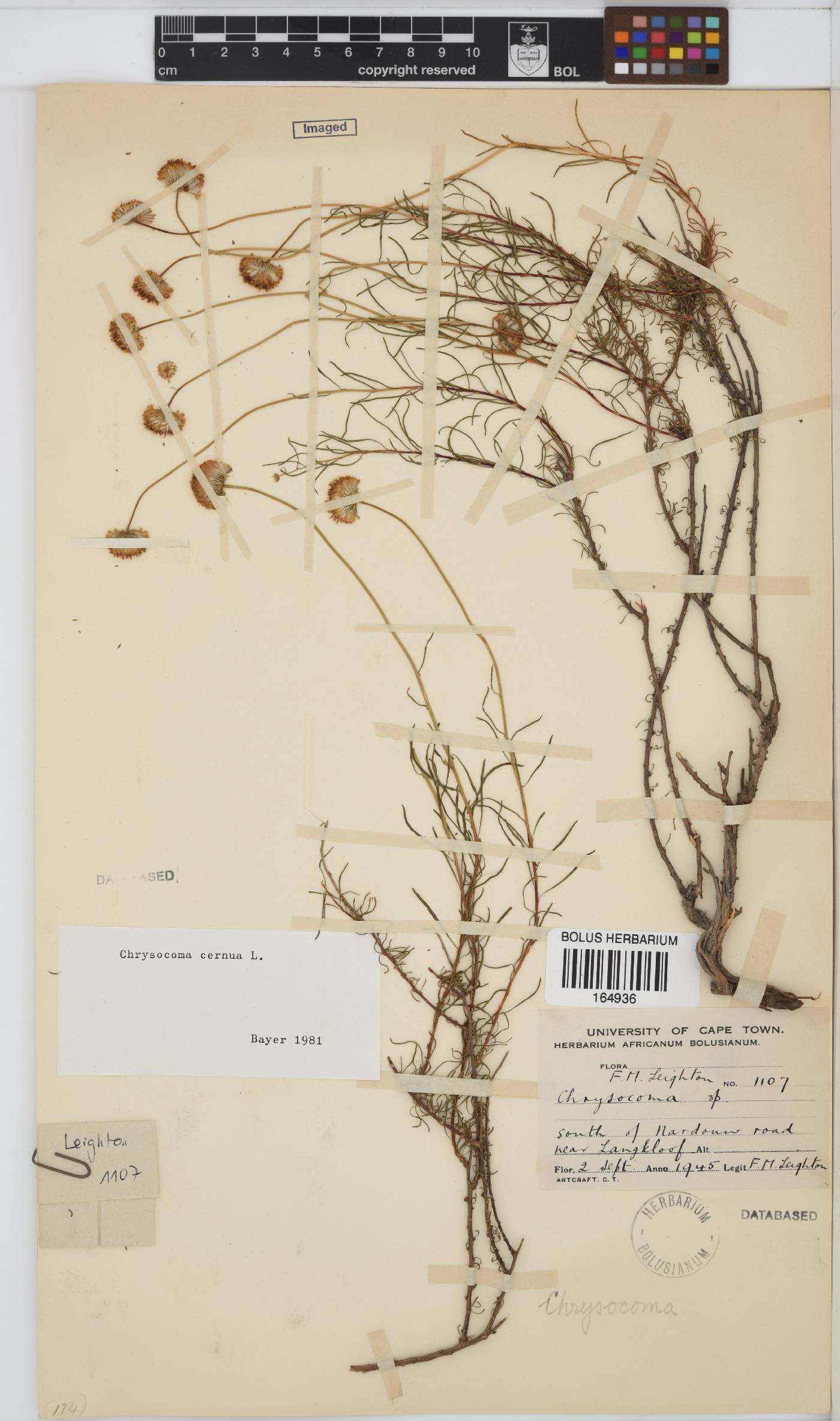 Chrysocoma cernua image