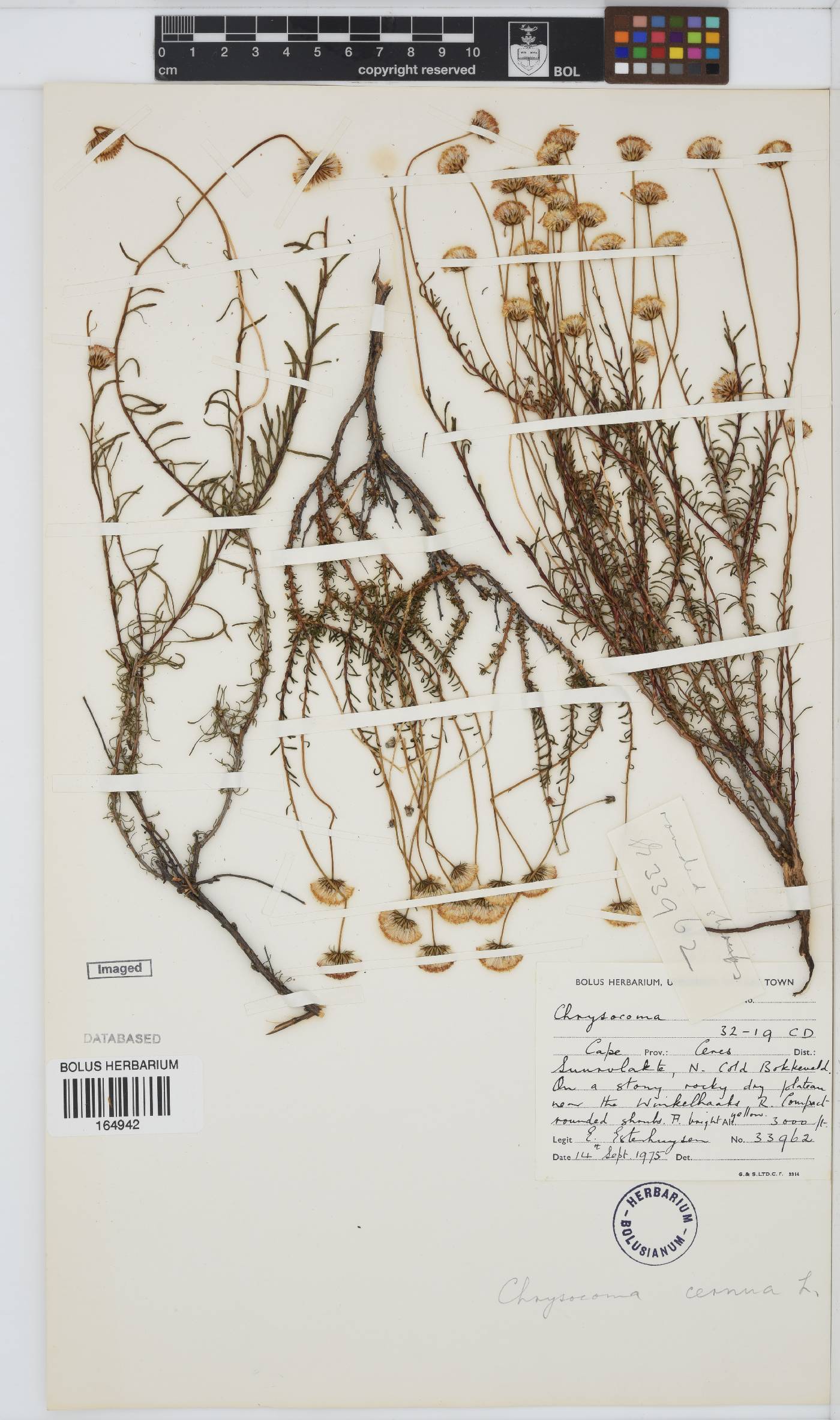 Chrysocoma cernua image