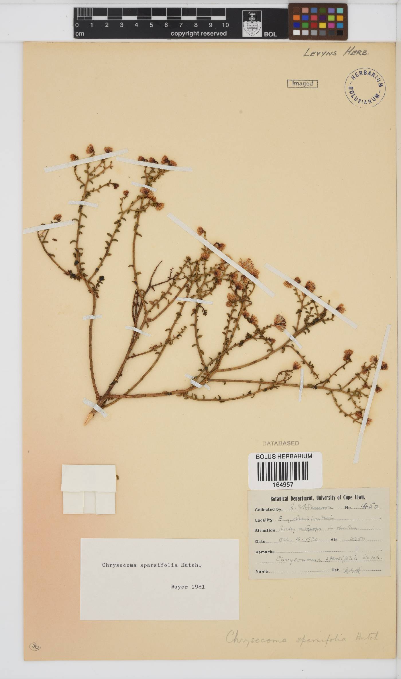 Chrysocoma sparsifolia image